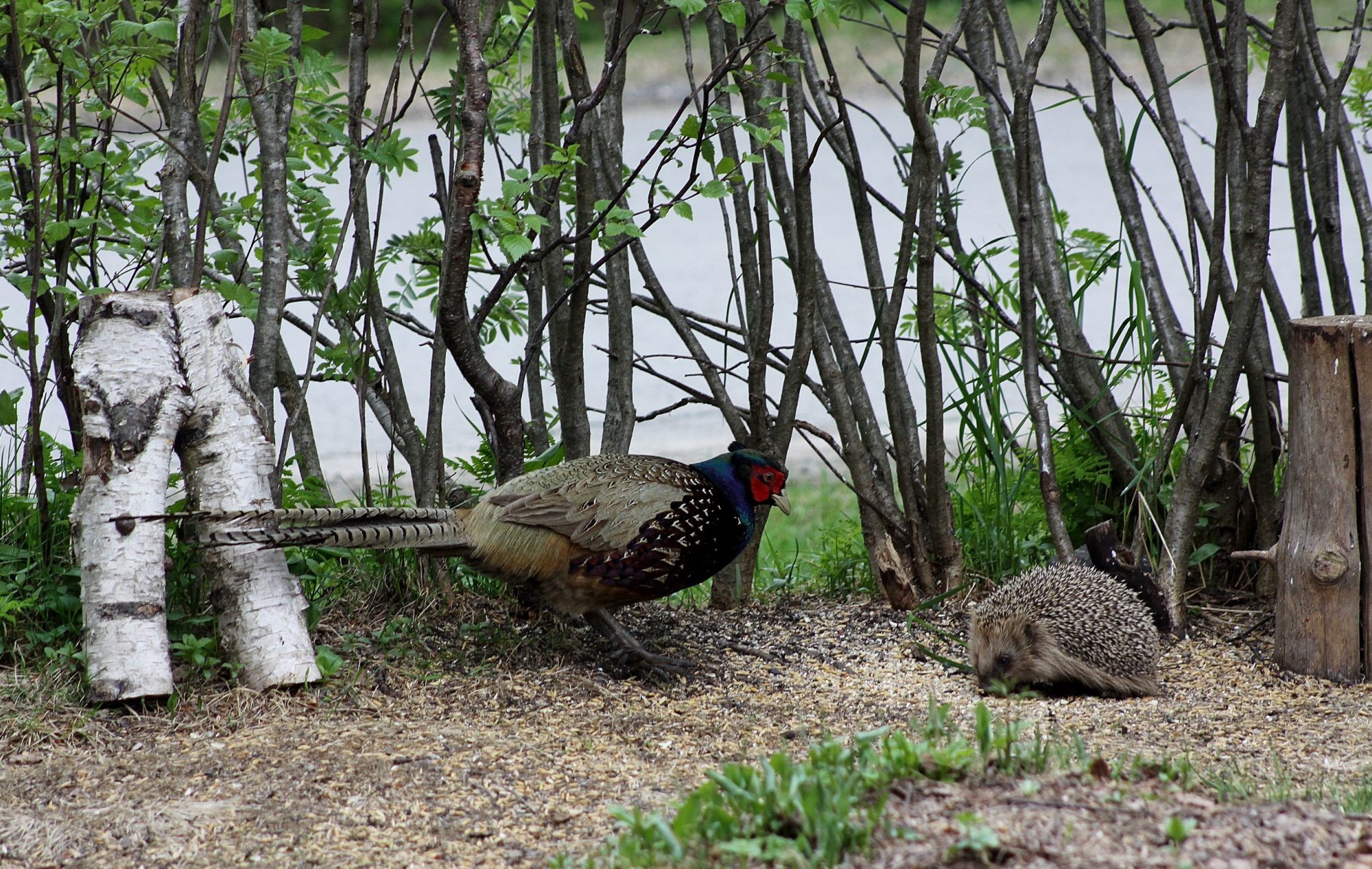 Valokuvaaja: Pirkko Siukonen