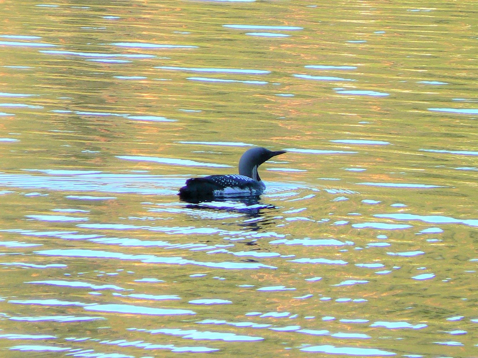 Valokuvaaja: Pekka Heino