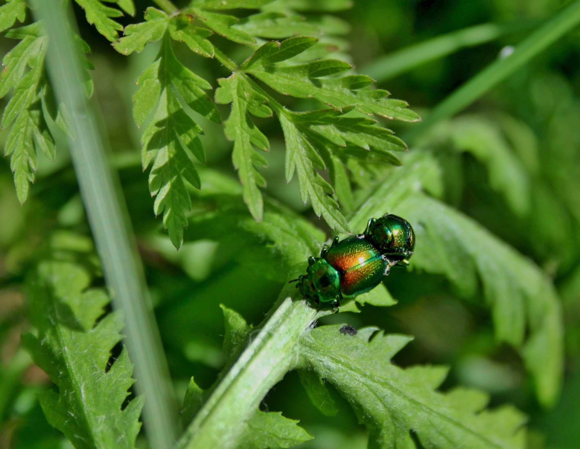 Valokuvaaja: Pirkko Siukonen