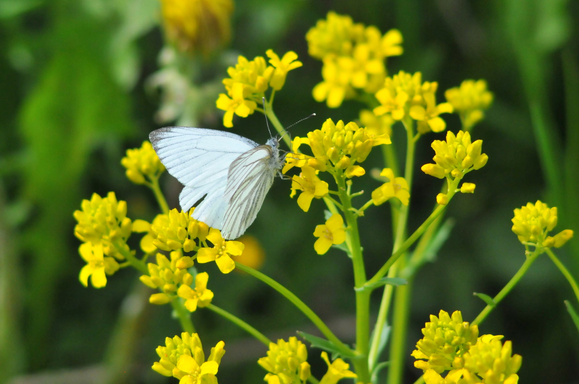 Valokuvaaja: Kaarlo Asikainen