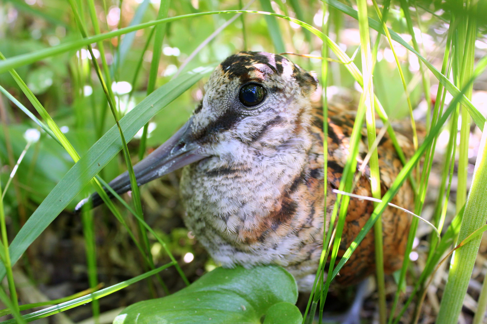 Valokuvaaja: Paula Savelius