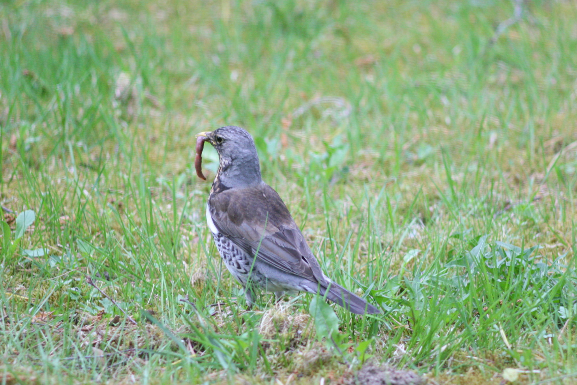 Valokuvaaja: Kaarlo Asikainen