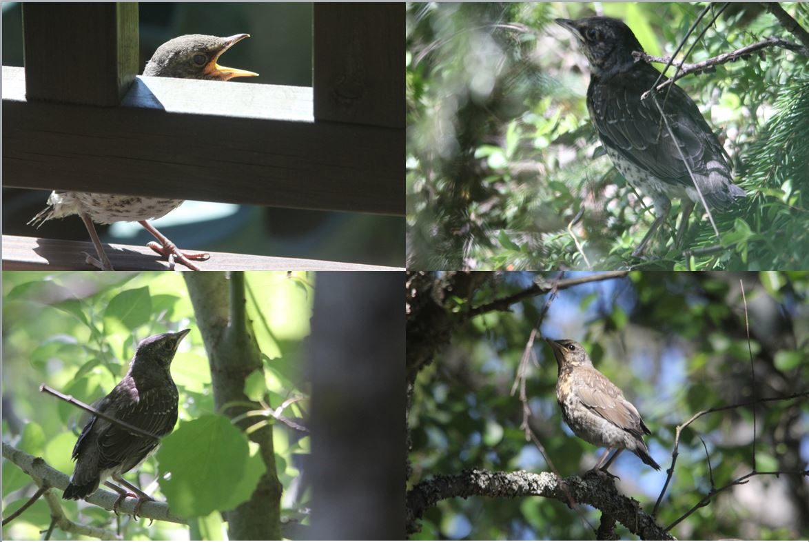 Valokuvaaja: Tom Aalto