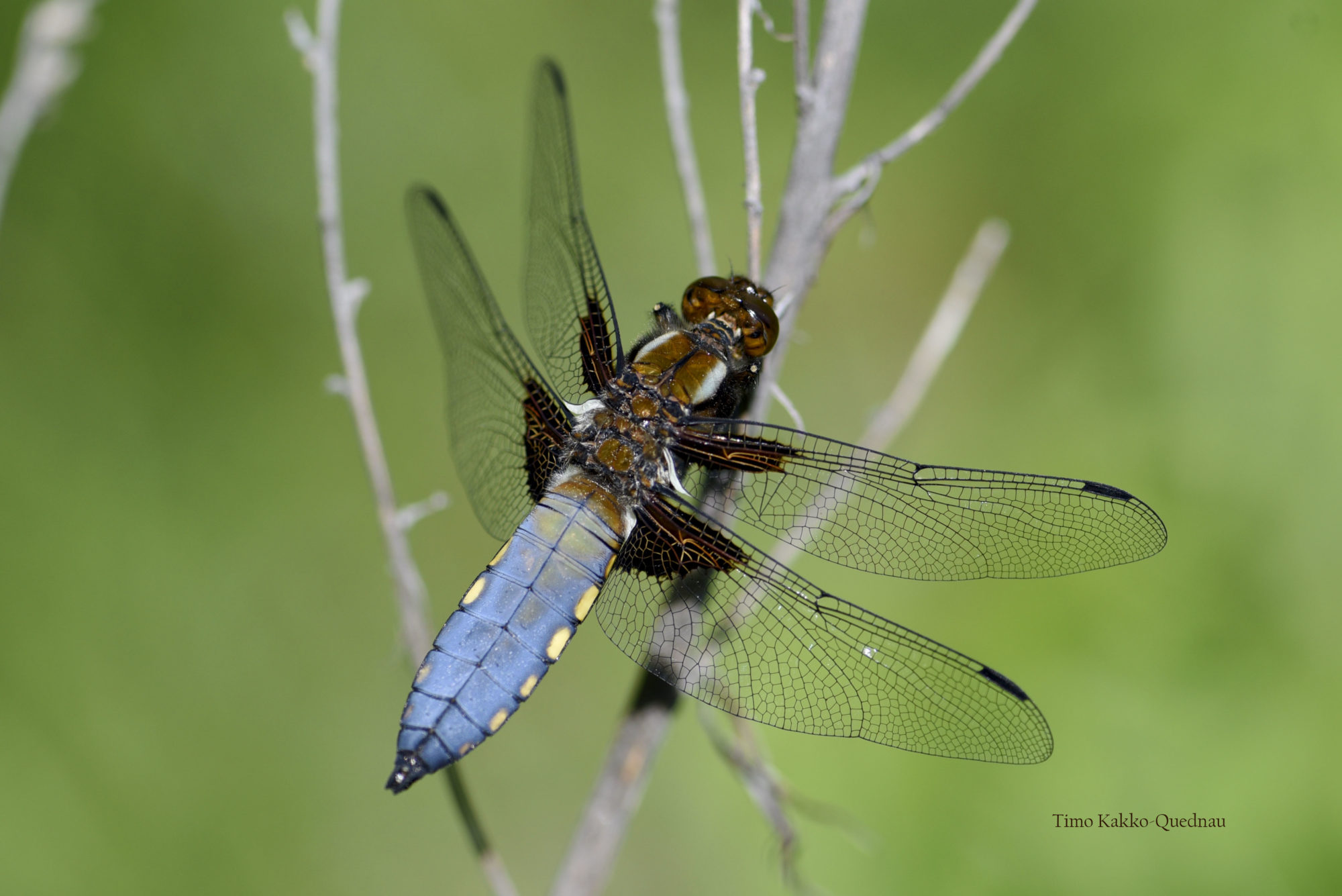 Valokuvaaja: Timo Kakko-Quednau
