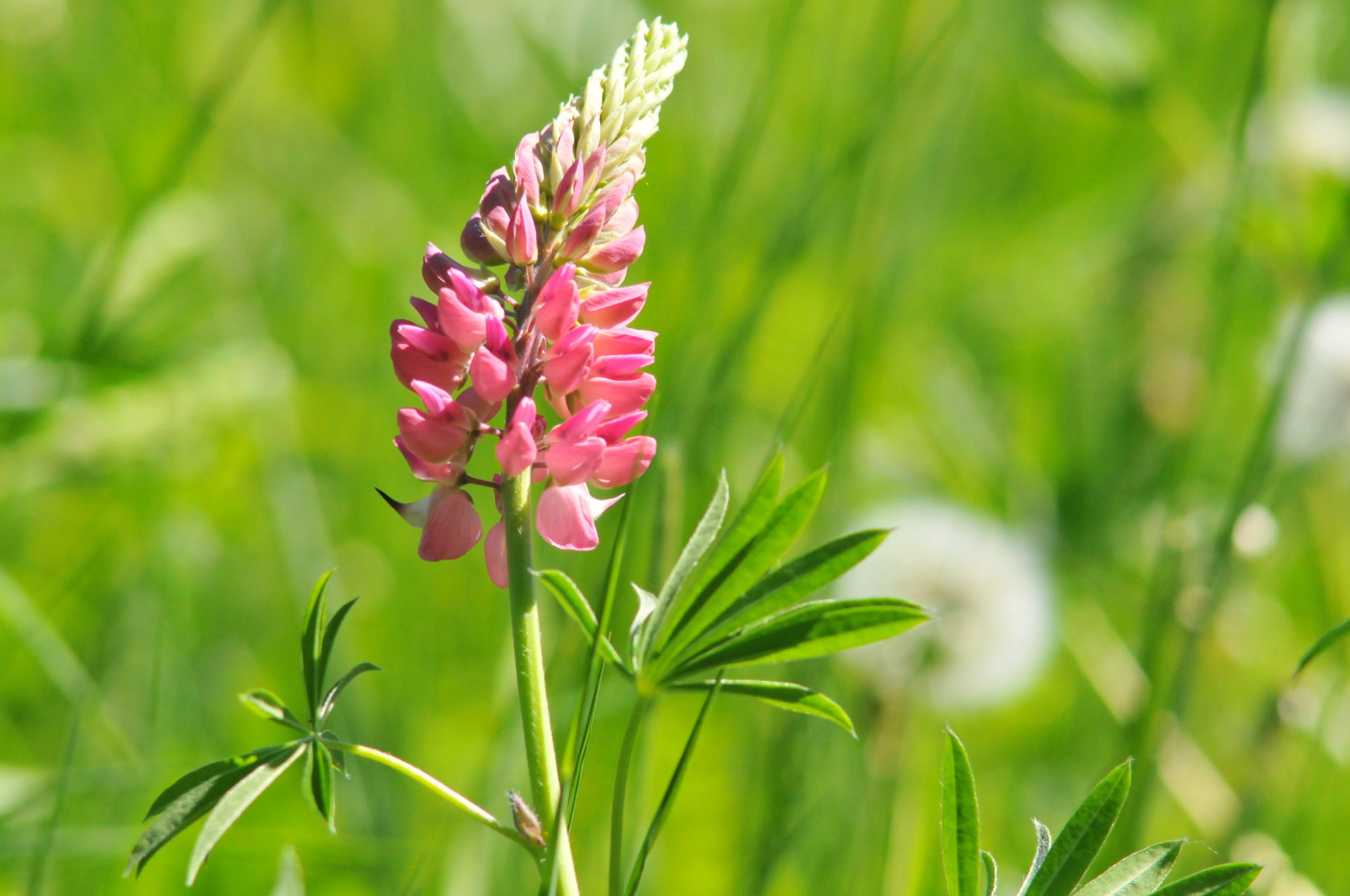 Valokuvaaja: Kaarlo Asikainen Valokuvaaja: Kaarlo Asikainen
