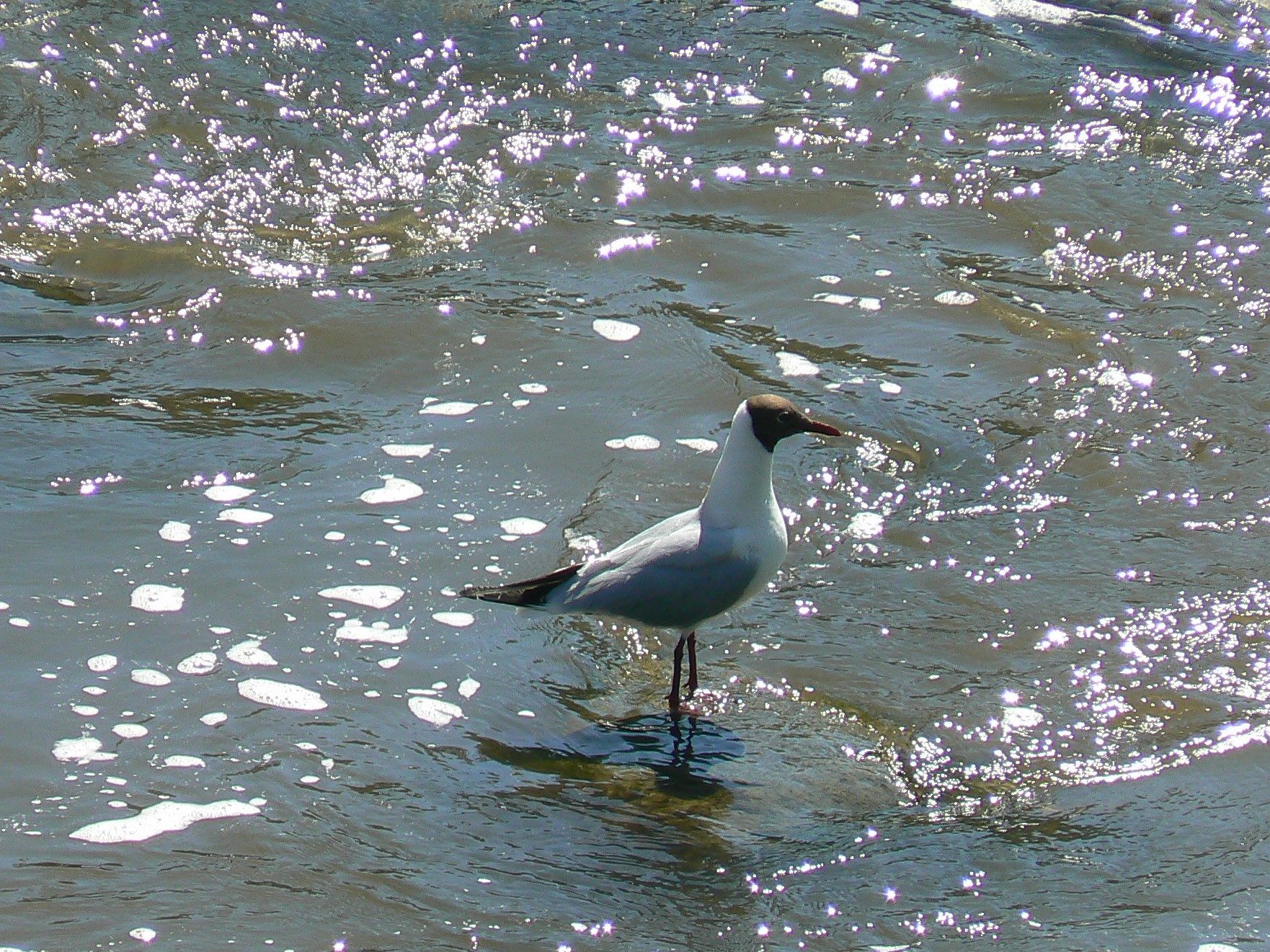 Valokuvaaja: Pekka Heino