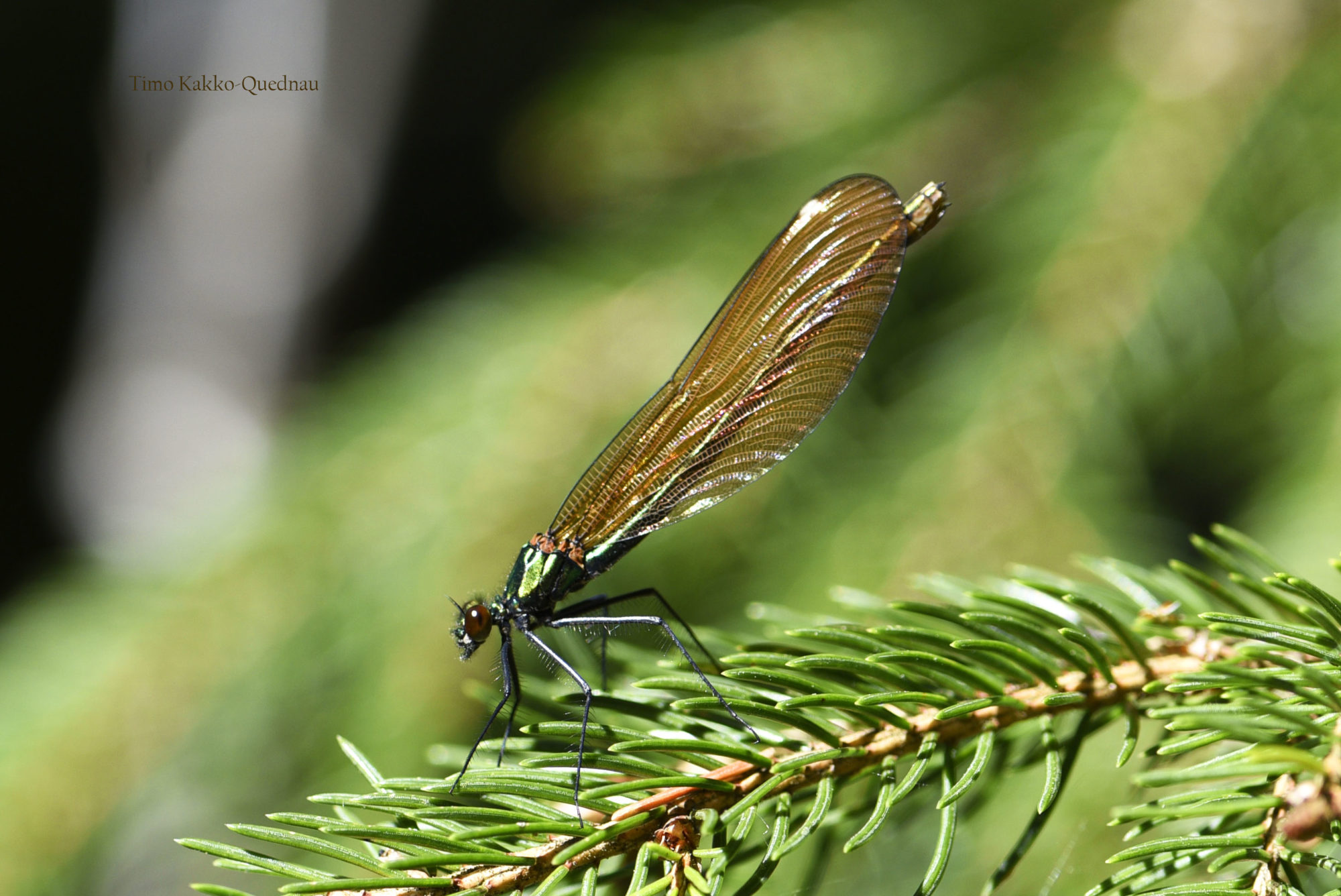 Valokuvaaja: Timo Kakko-Quednau