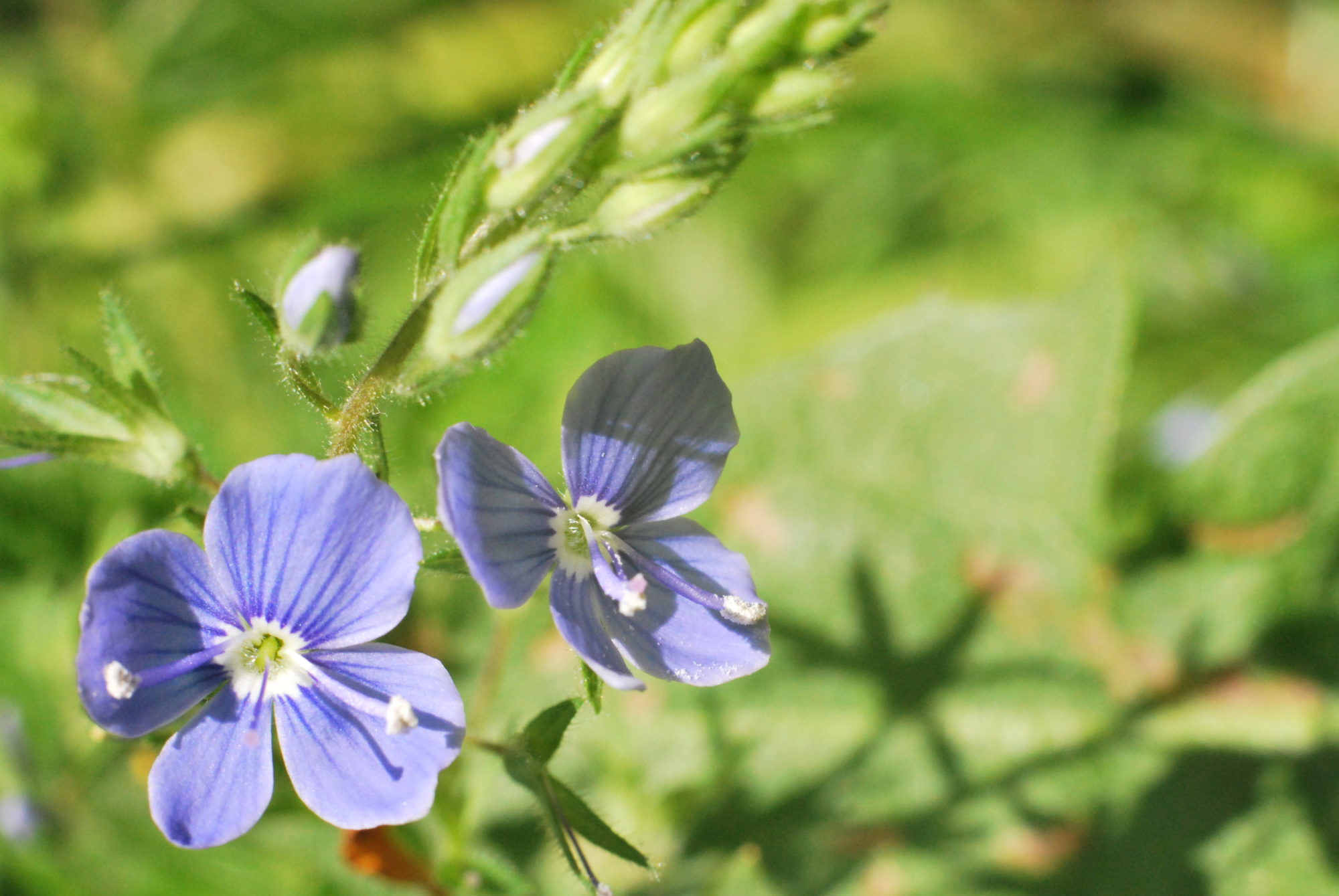Valokuvaaja: Kaarlo Asikainen