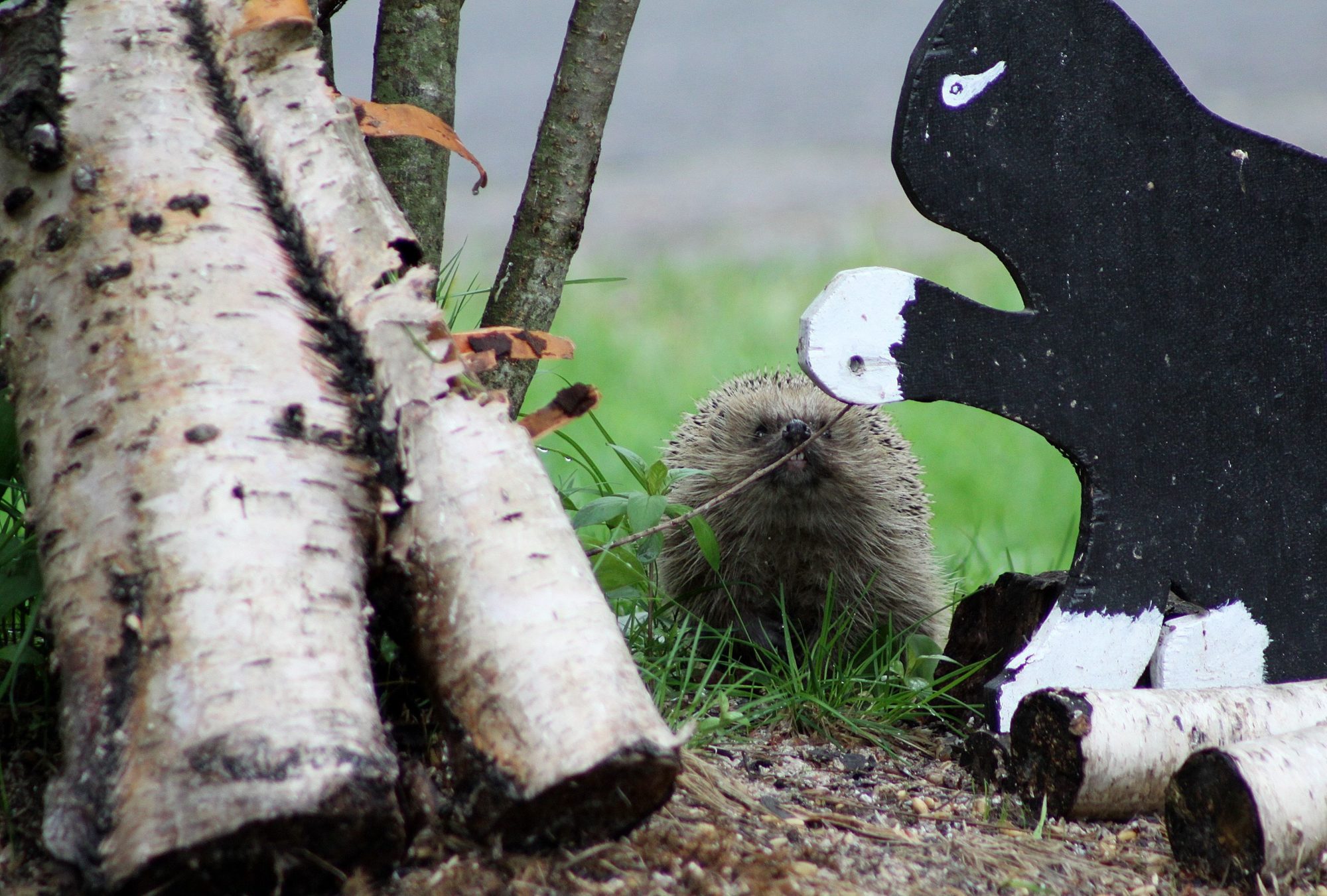 Valokuvaaja: Pirkko Siukonen
