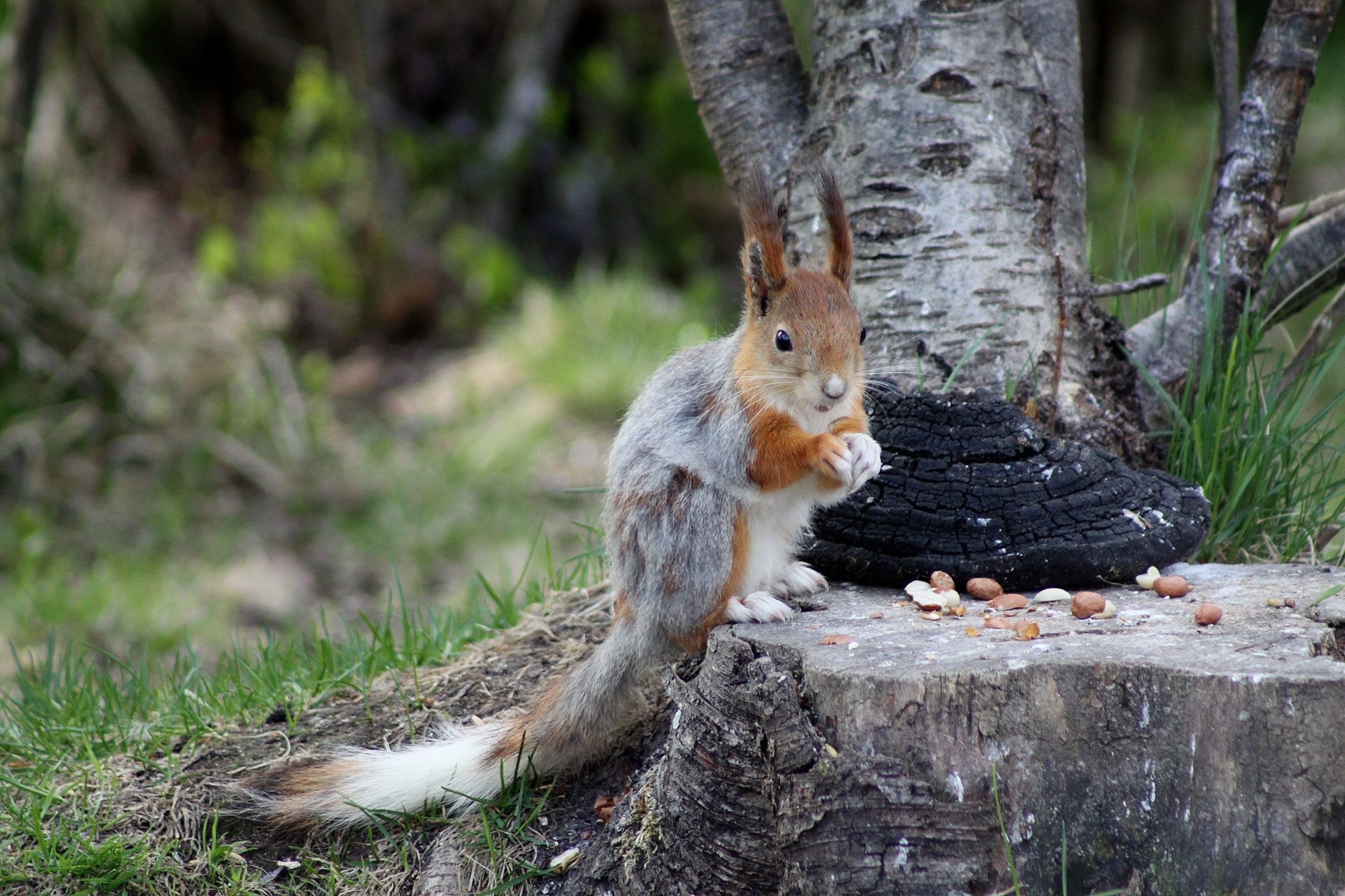 Valokuvaaja: Pirkko Siukonen Valokuvaaja: Pirkko Siukonen