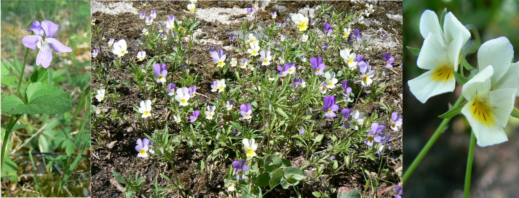 Valokuvaaja: Pekka Heino