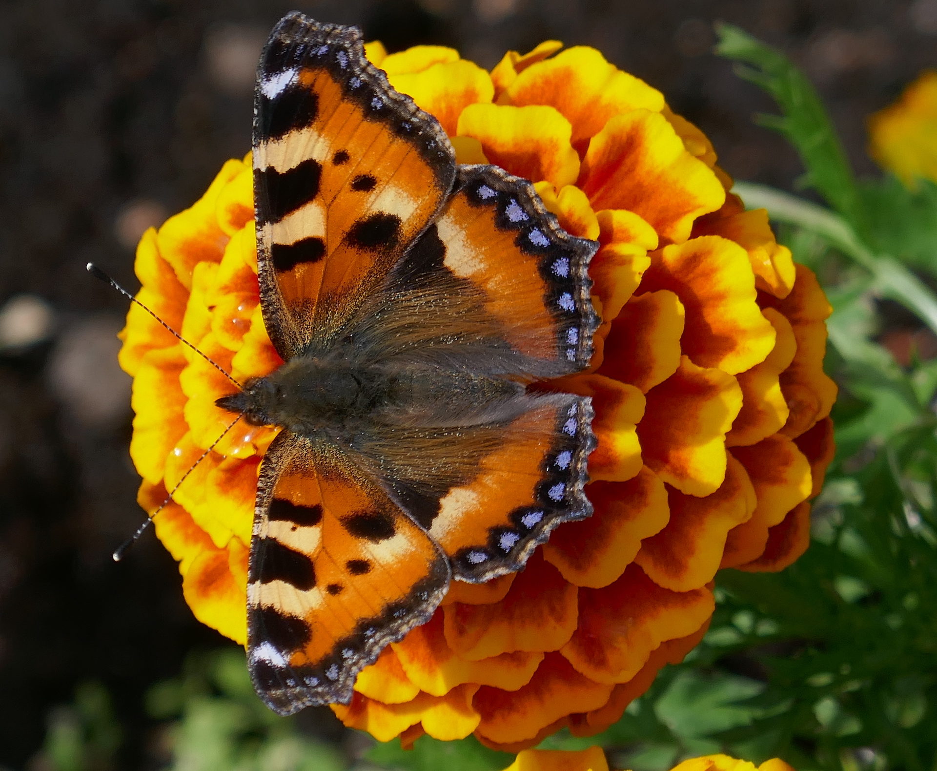 Valokuvaaja: Marjut Ikonen