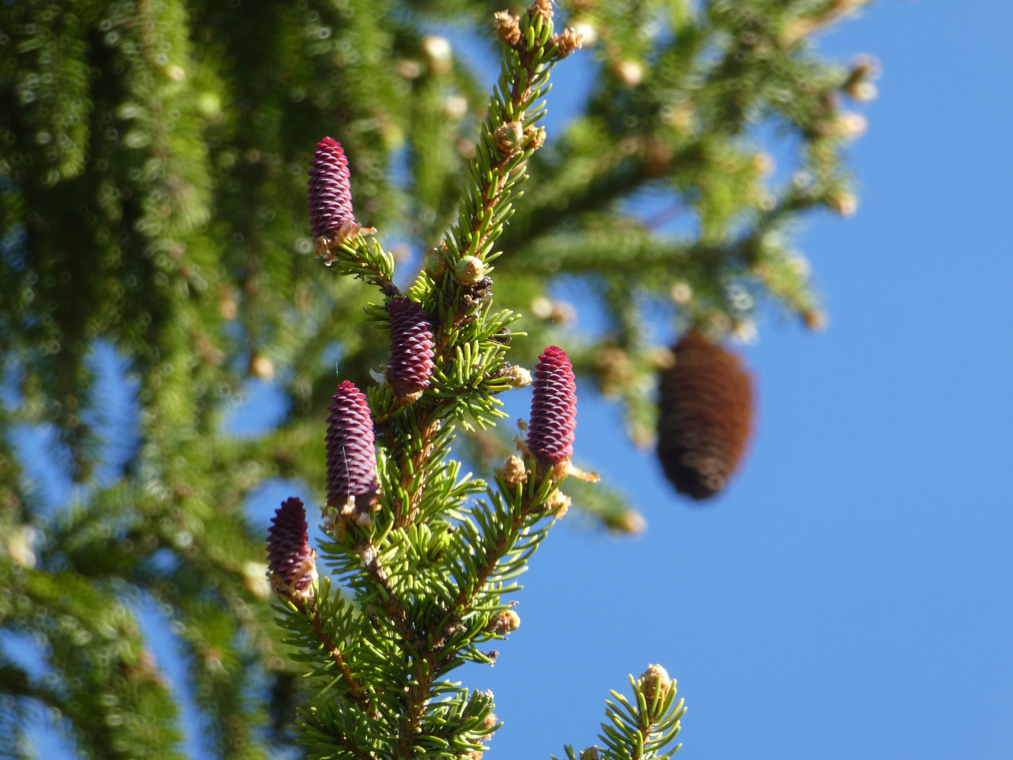 Valokuvaaja: Anja Mustamaa