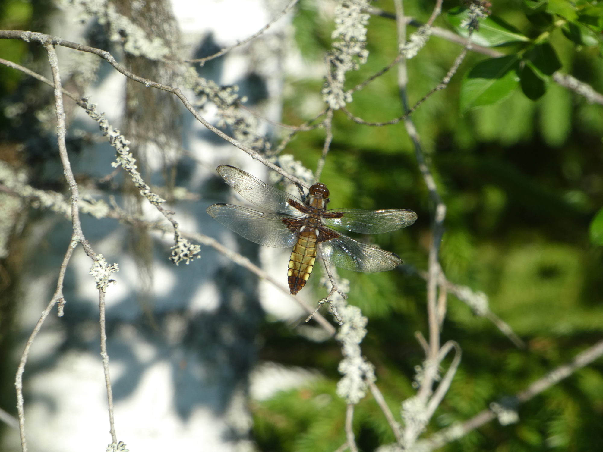 Valokuvaaja: Anja Mustamaa