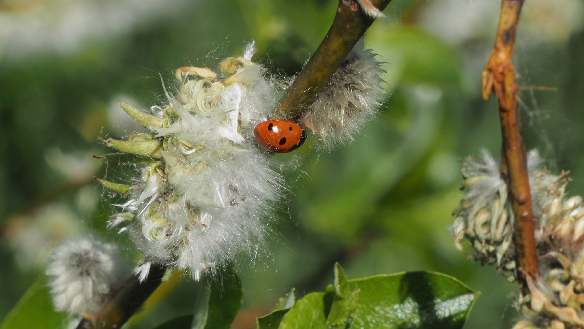 Valokuvaaja: Arja Valtonen