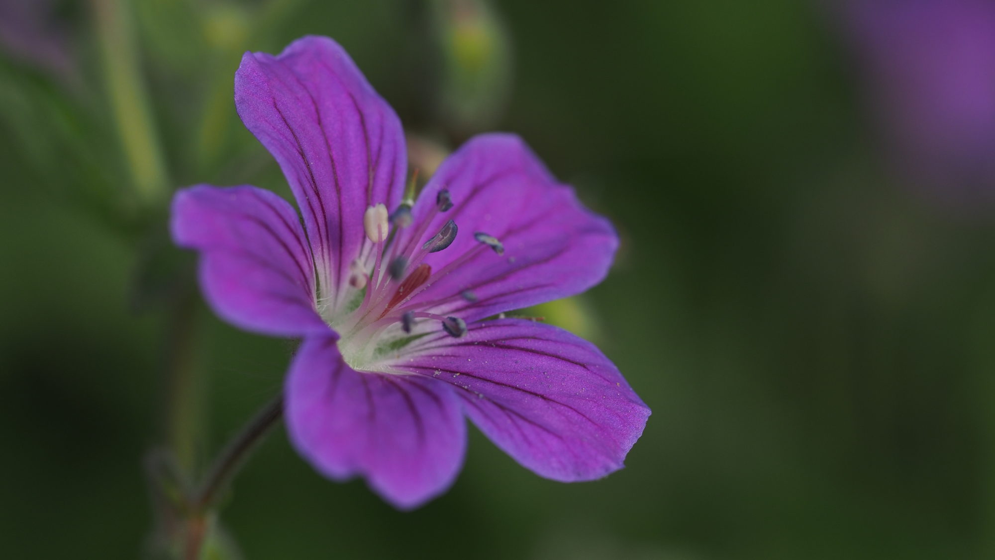 Valokuvaaja: Arja Valtonen