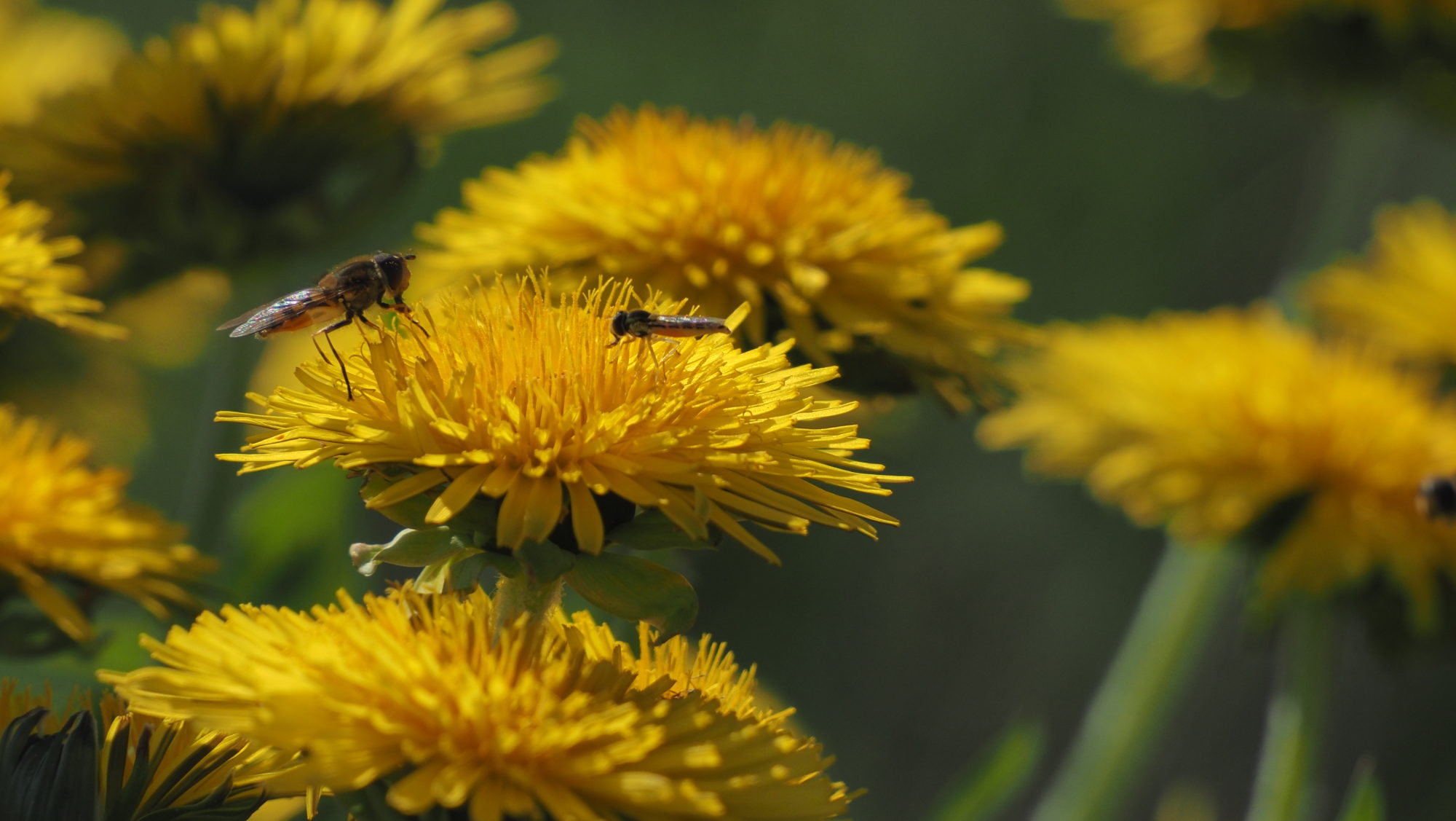 Valokuvaaja: Arja Valtonen