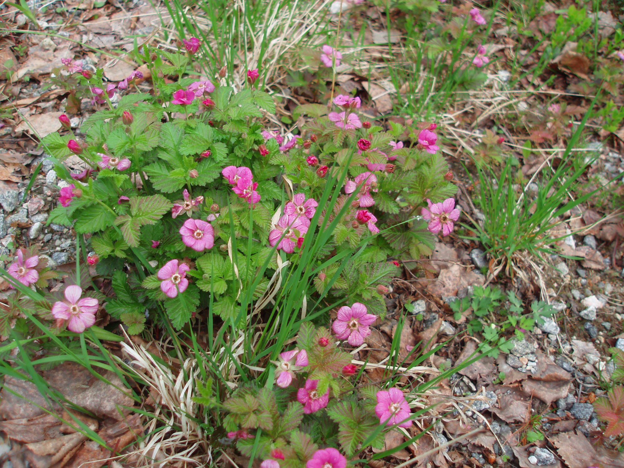 Valokuvaaja: Lahja Toivanen