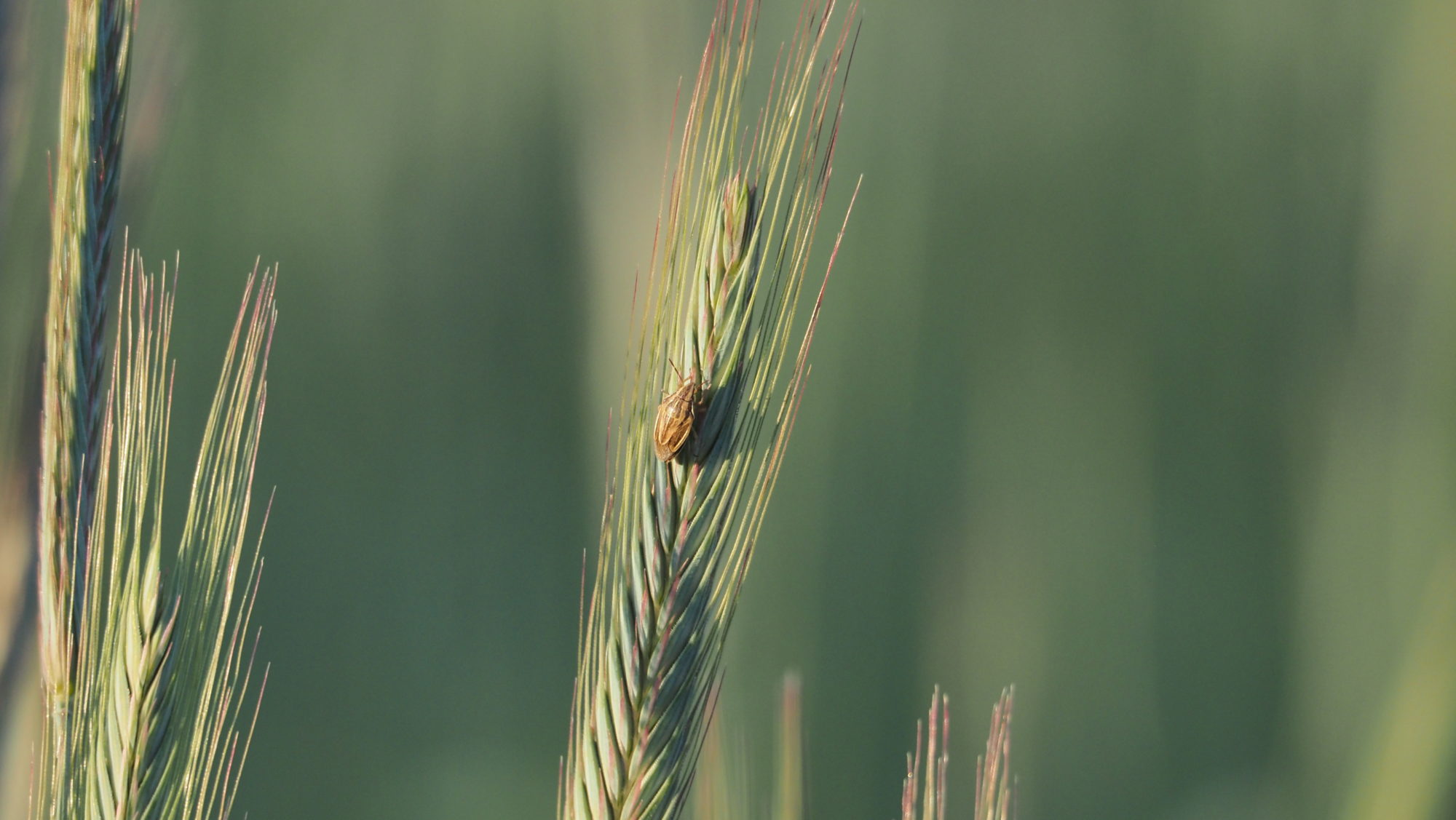 Valokuvaaja: Arja Valtonen