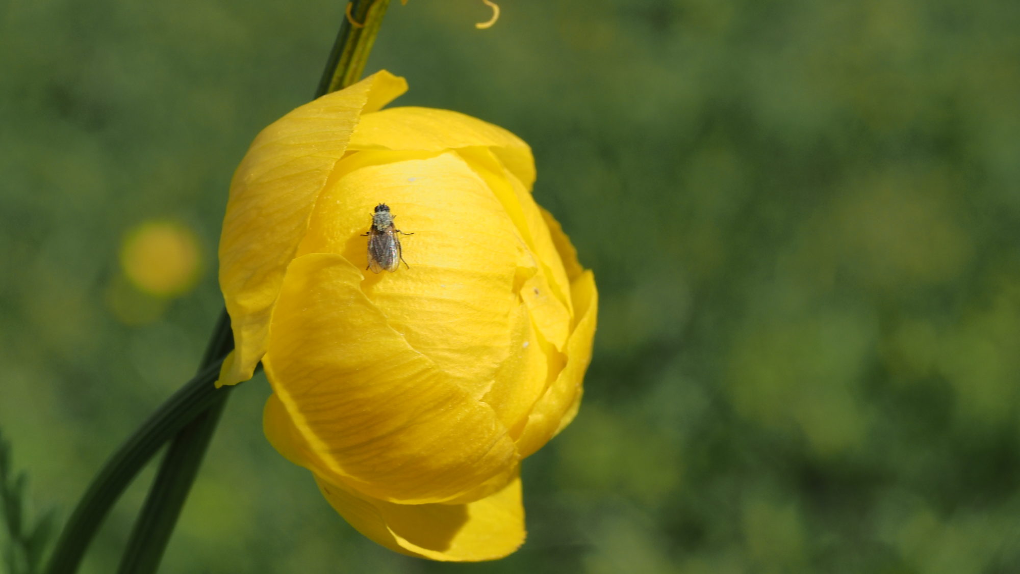 Valokuvaaja: Arja Valtonen
