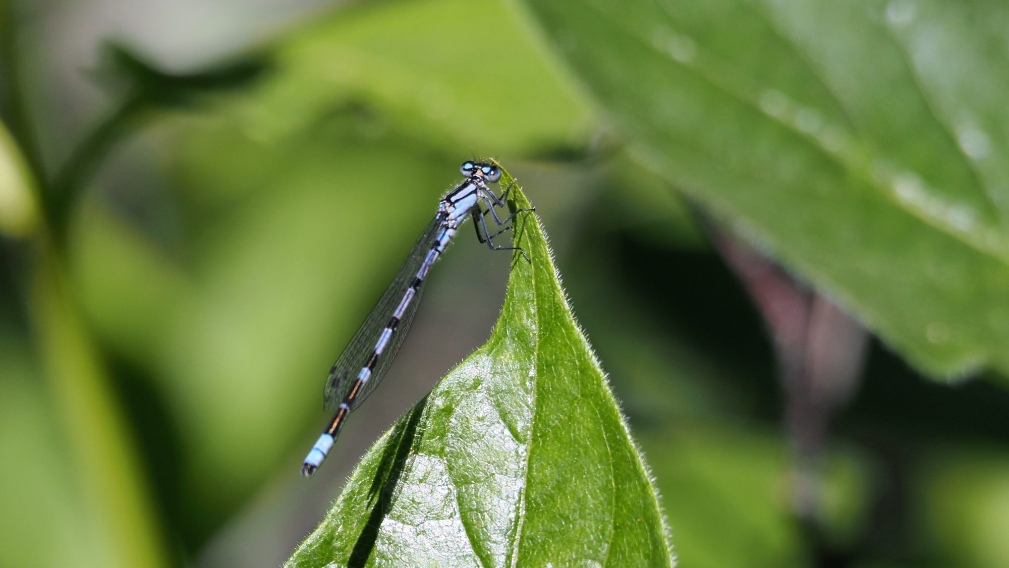 Valokuvaaja: Arja Valtonen