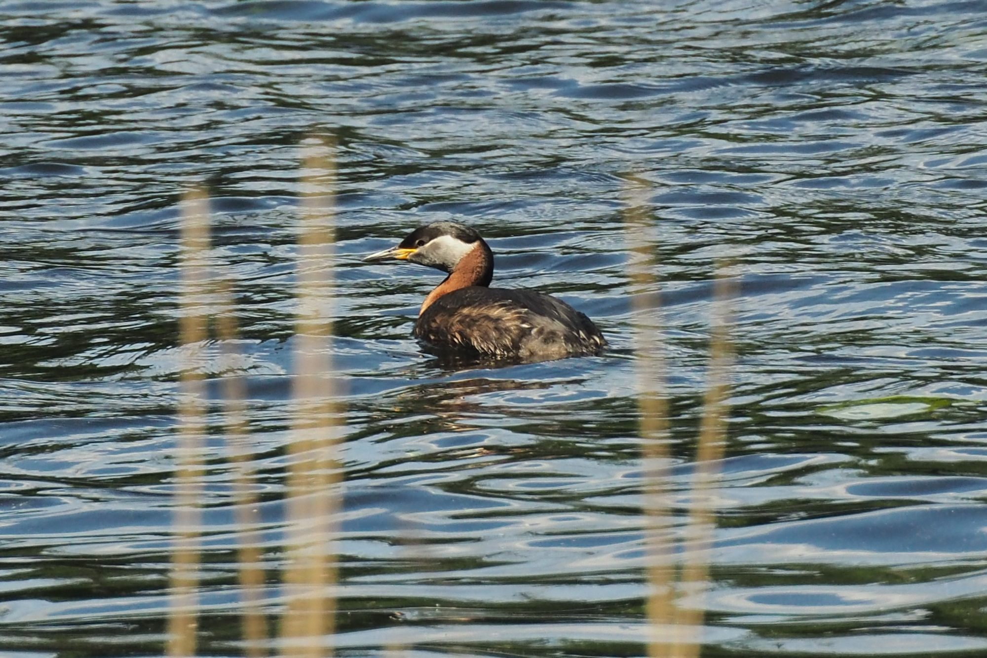 Valokuvaaja: Martti Valtonen
