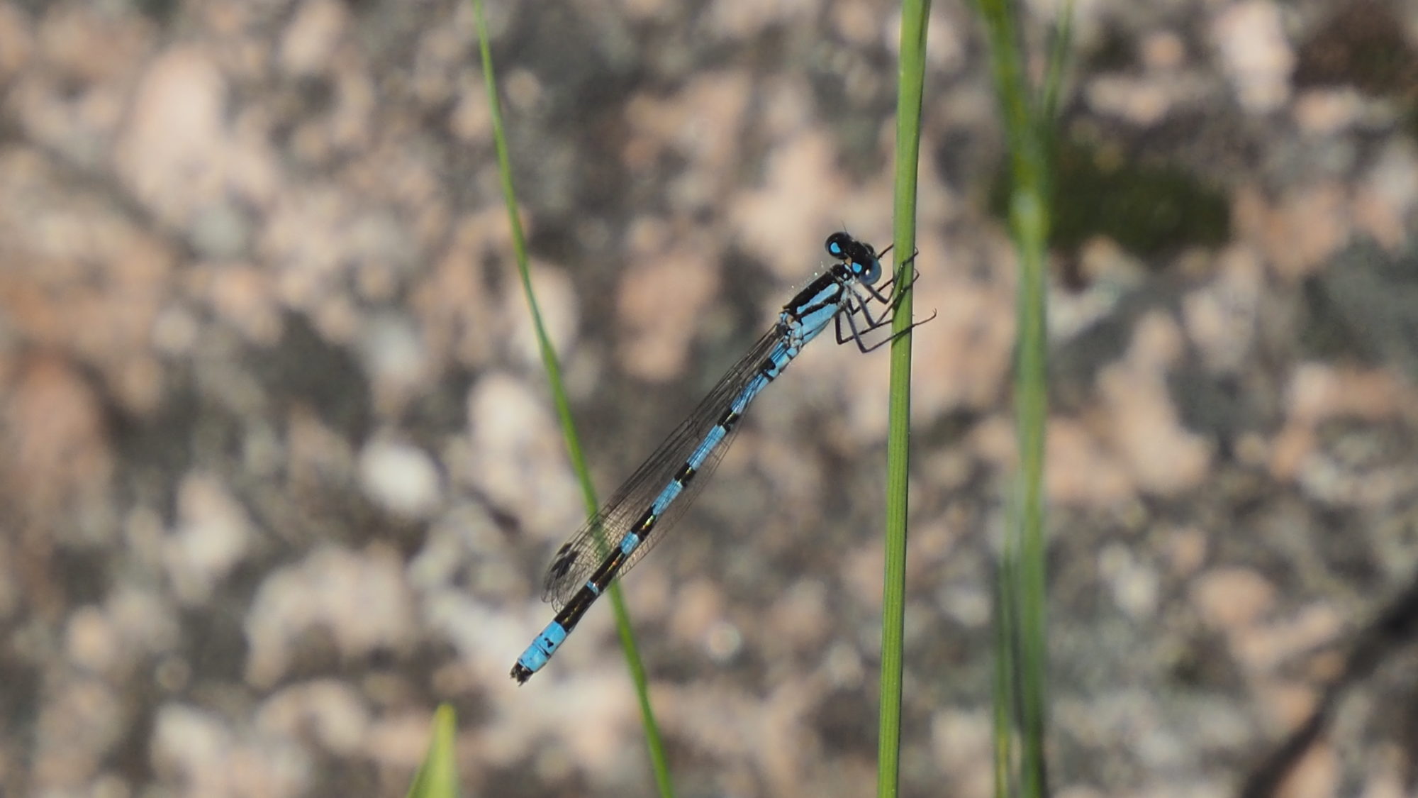 Valokuvaaja: Martti Valtonen