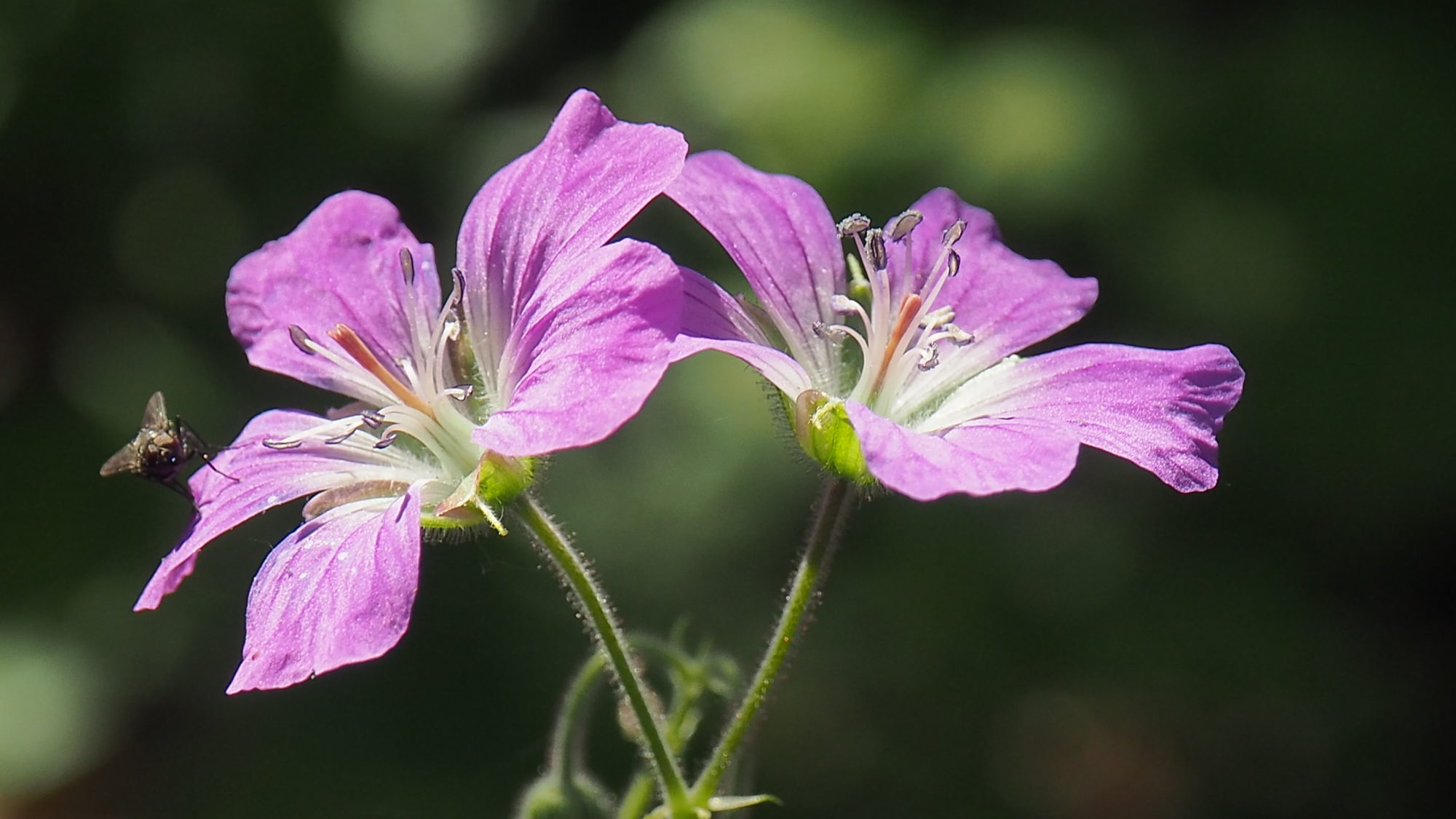 Valokuvaaja: Martti Valtonen Valokuvaaja: Martti Valtonen