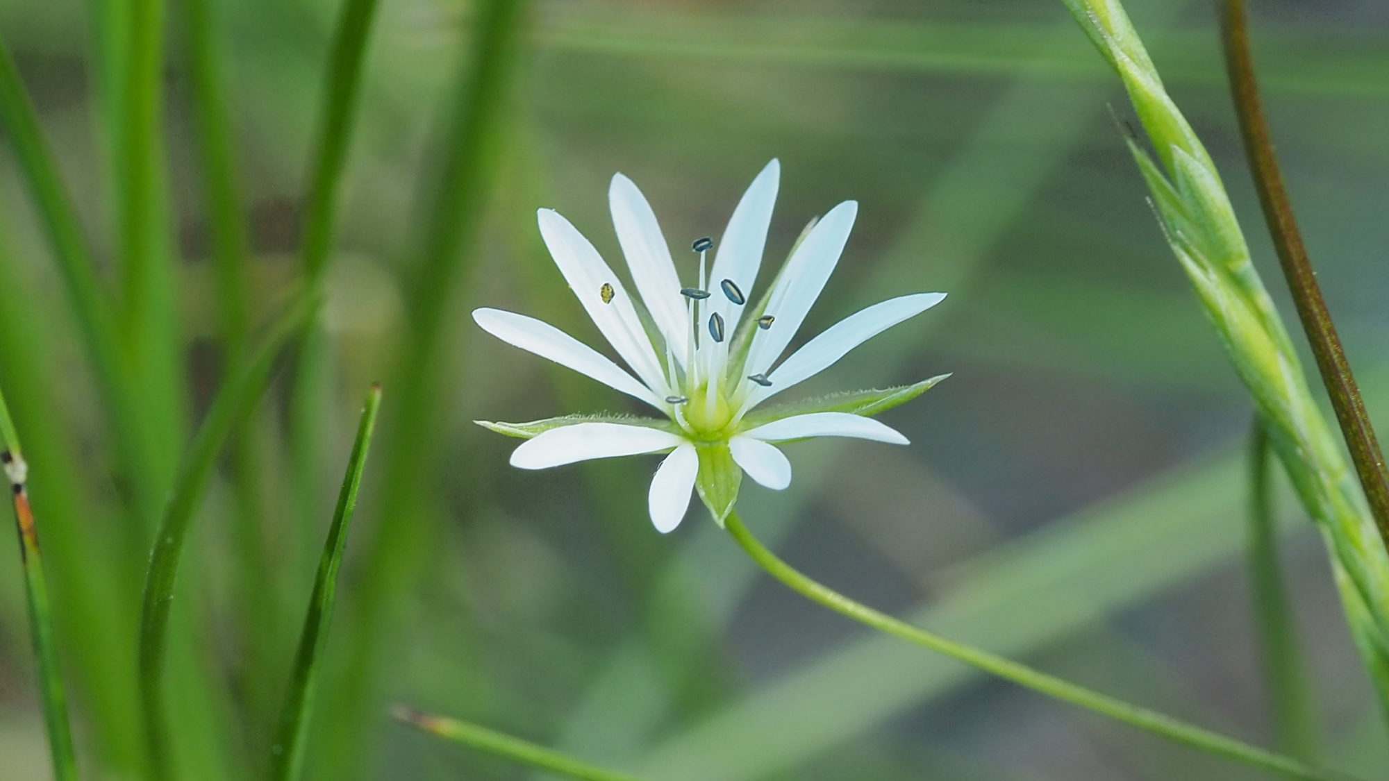 Valokuvaaja: Martti Valtonen