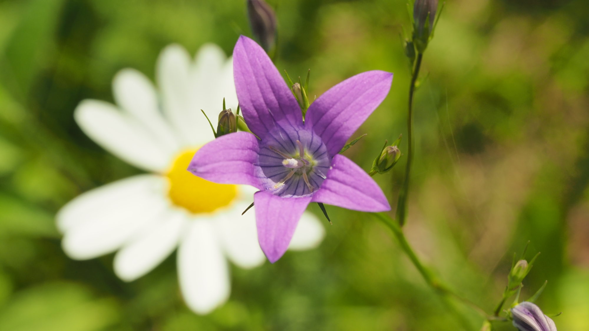 Valokuvaaja: Martti Valtonen