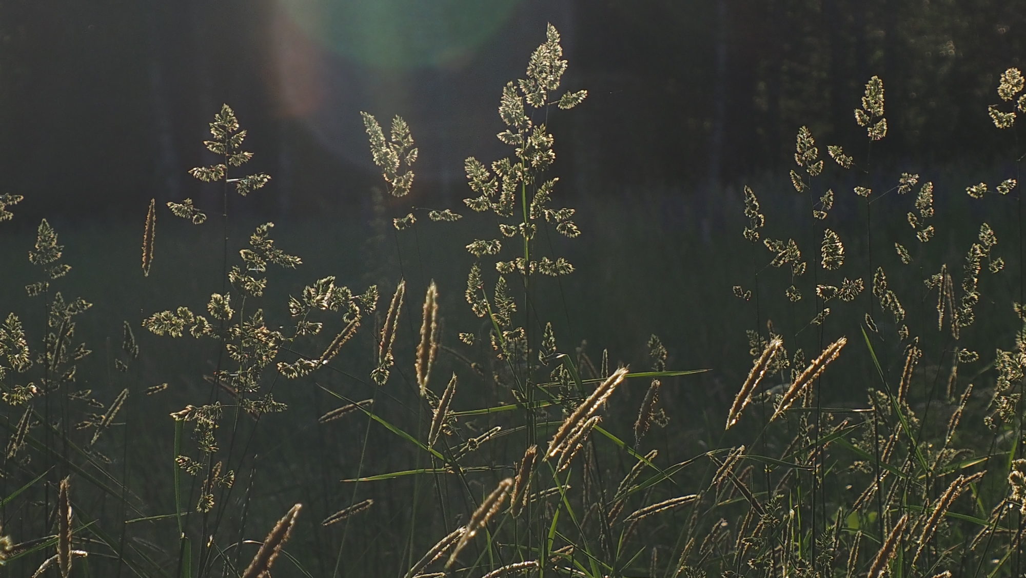 Valokuvaaja: Arja Valtonen