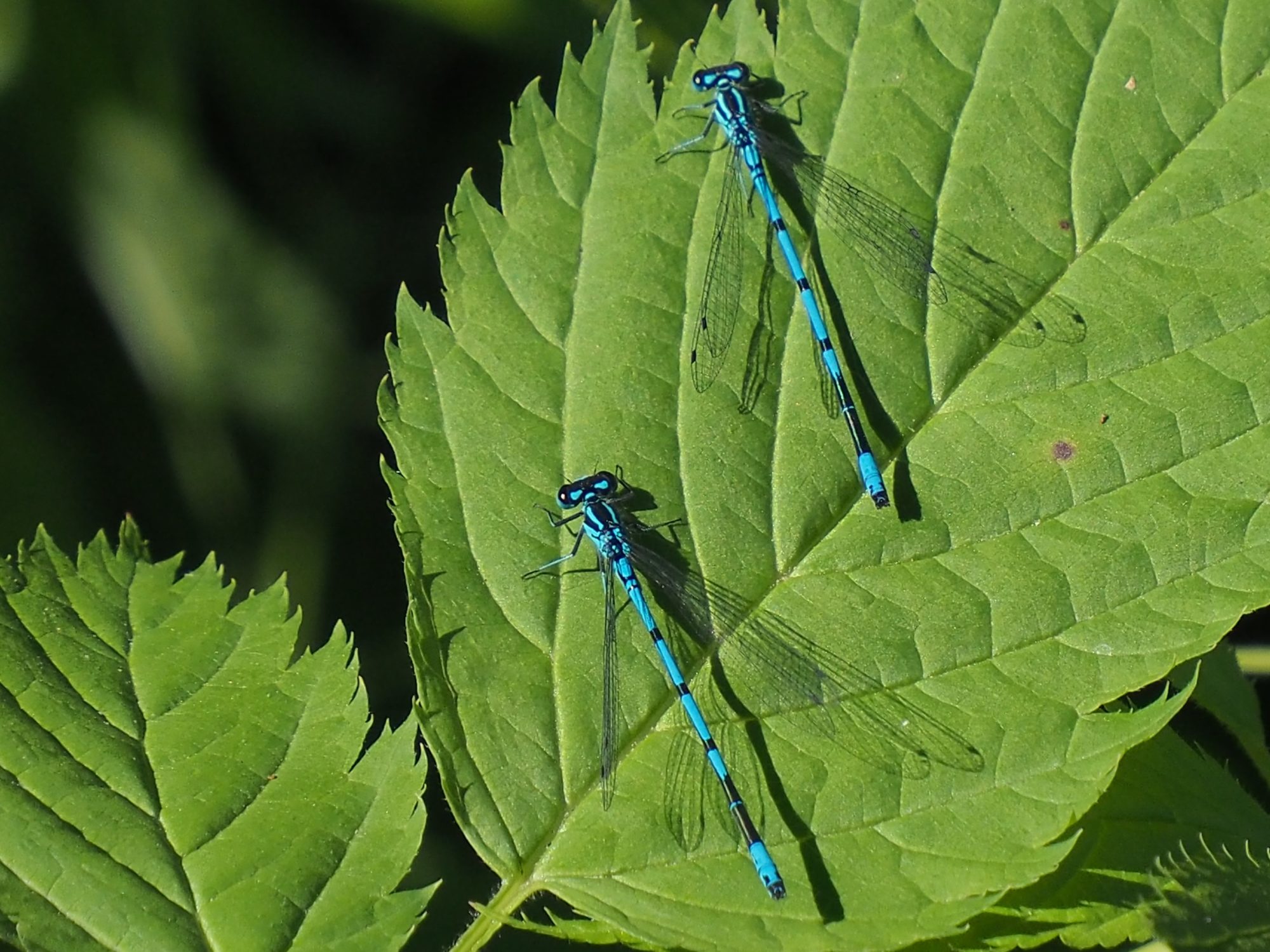 Valokuvaaja: Martti Valtonen