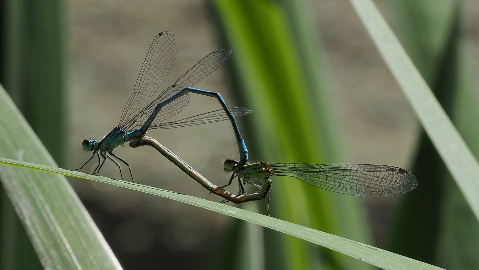 Valokuvaaja: Arja Valtonen