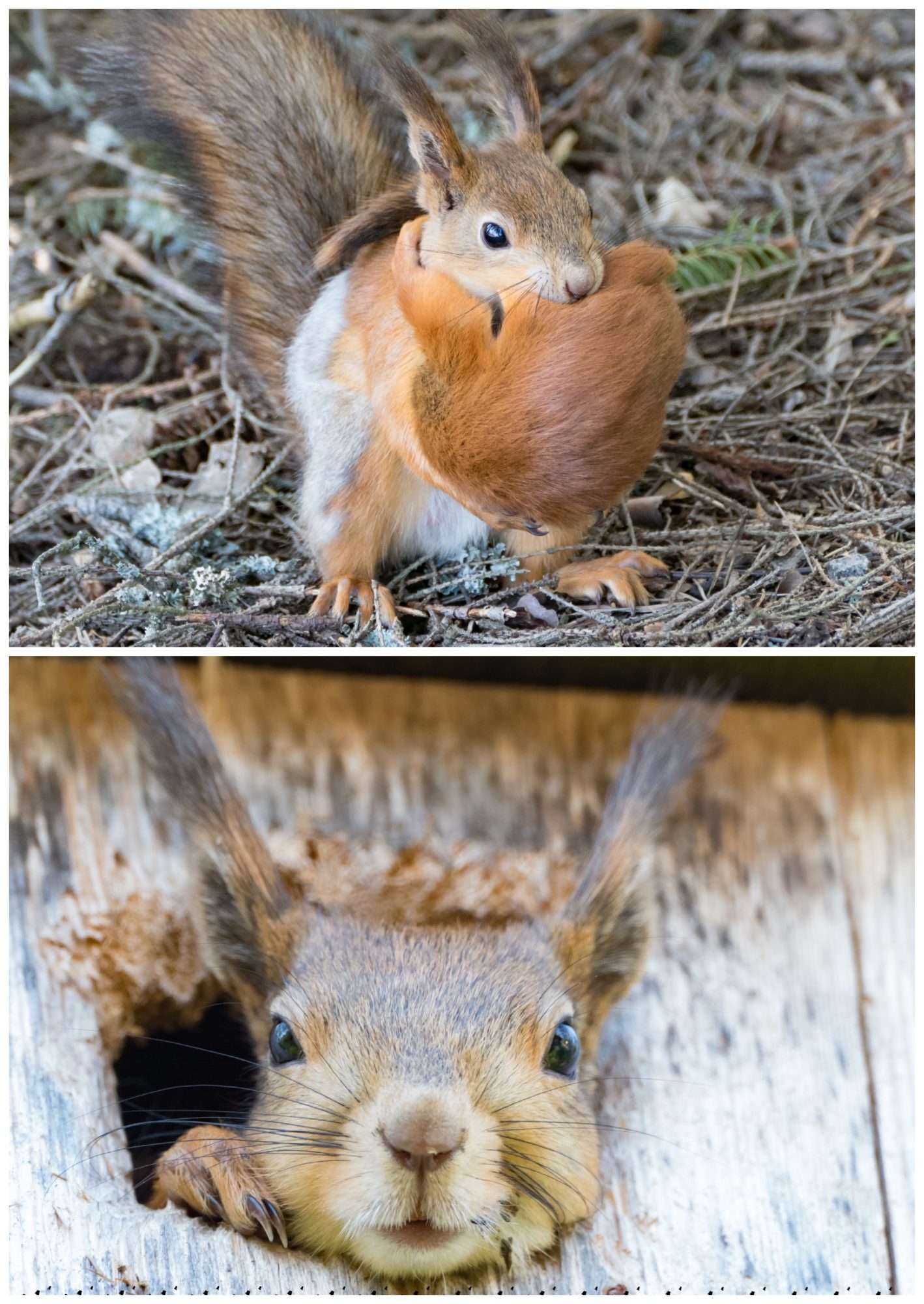 Valokuvaaja: Ihalainen Toni Valokuvaaja: Ihalainen Toni