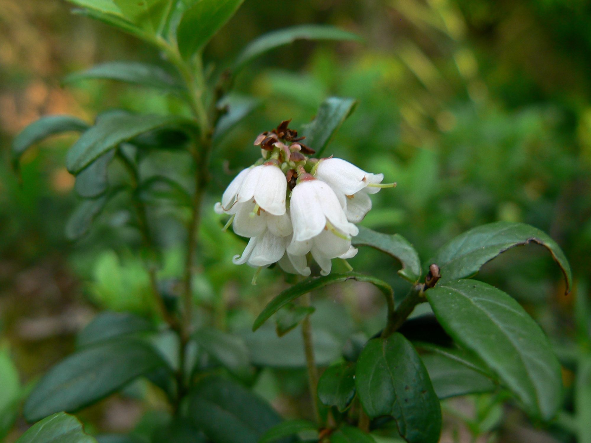 Valokuvaaja: Pekka Heino