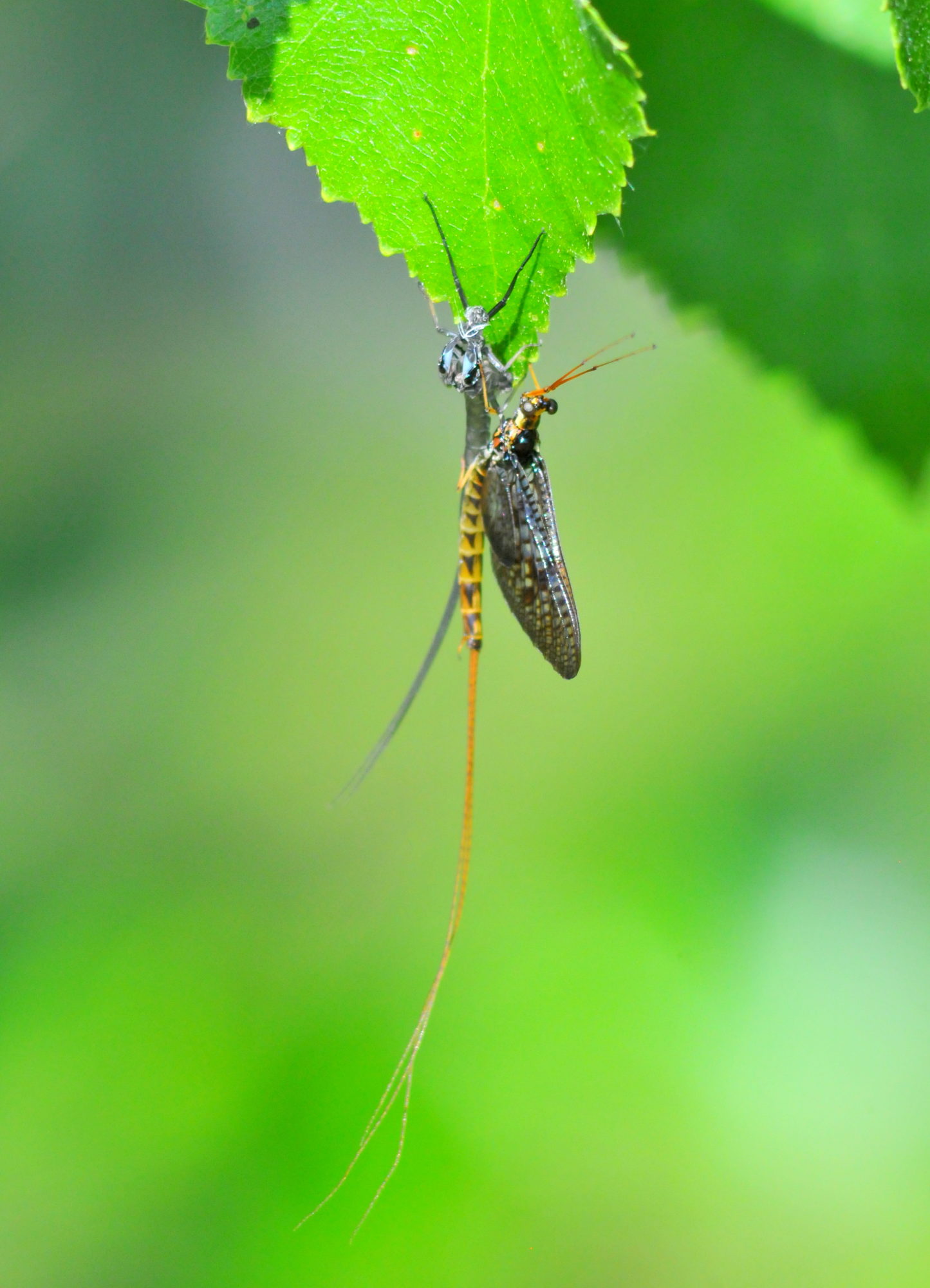 Valokuvaaja: Kaarlo Asikainen
