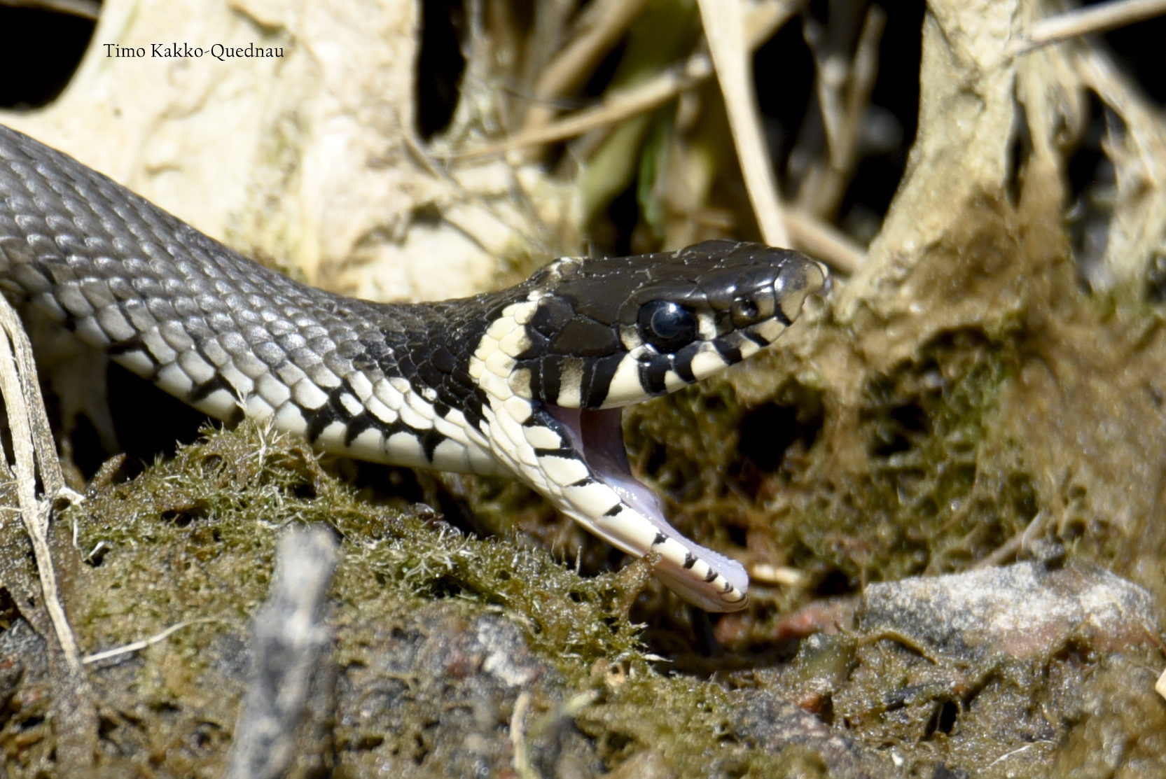Valokuvaaja: Timo Kakko-Quednau
