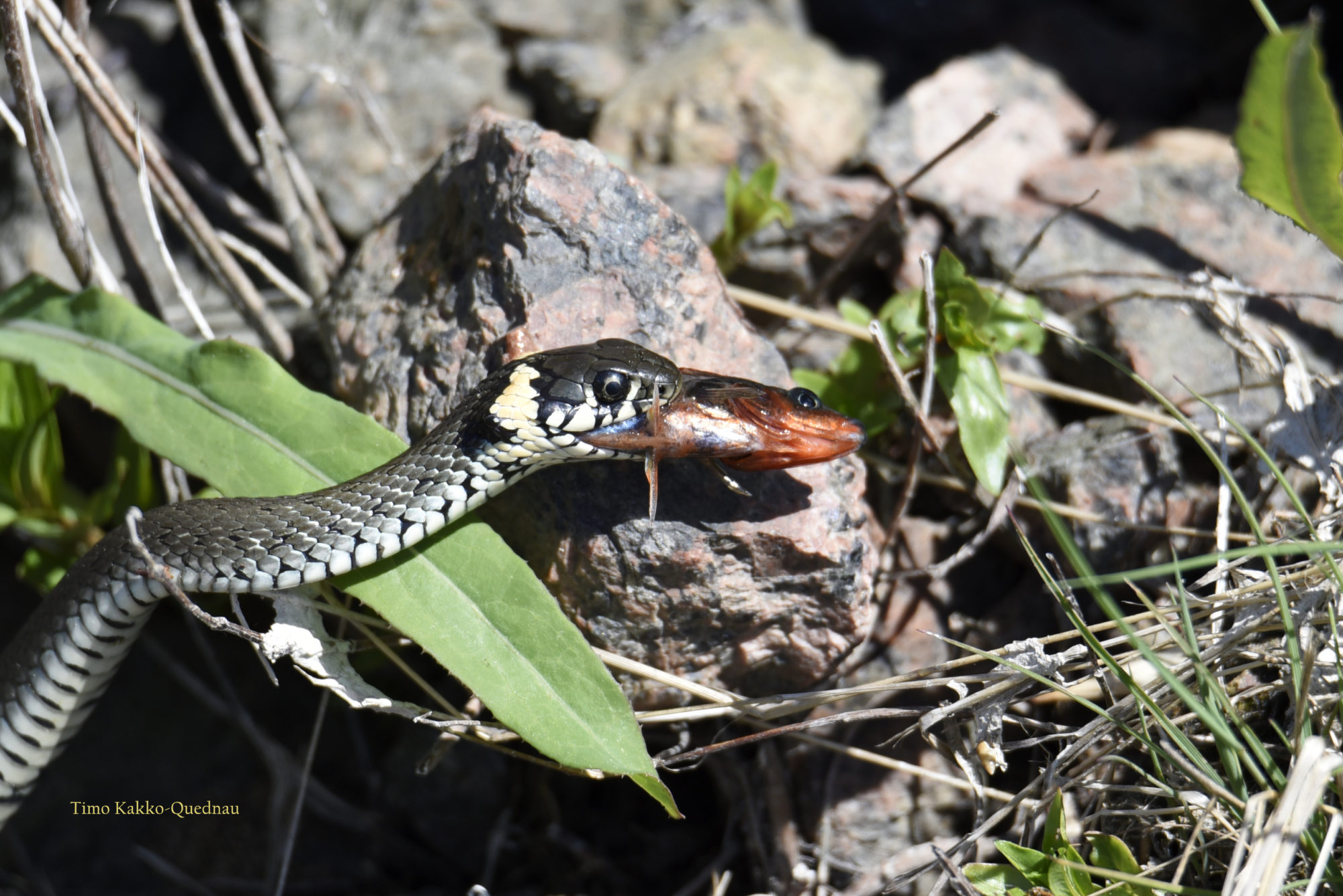 Valokuvaaja: Timo Kakko-Quednau