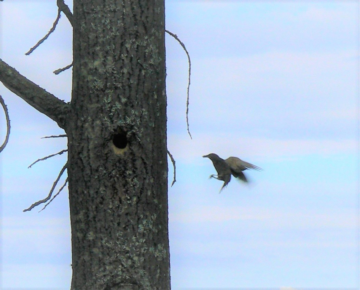 Valokuvaaja: Pekka Heino