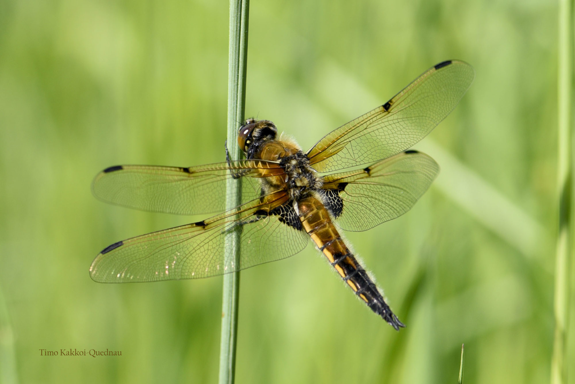 Valokuvaaja: Timo Kakko-Quednau