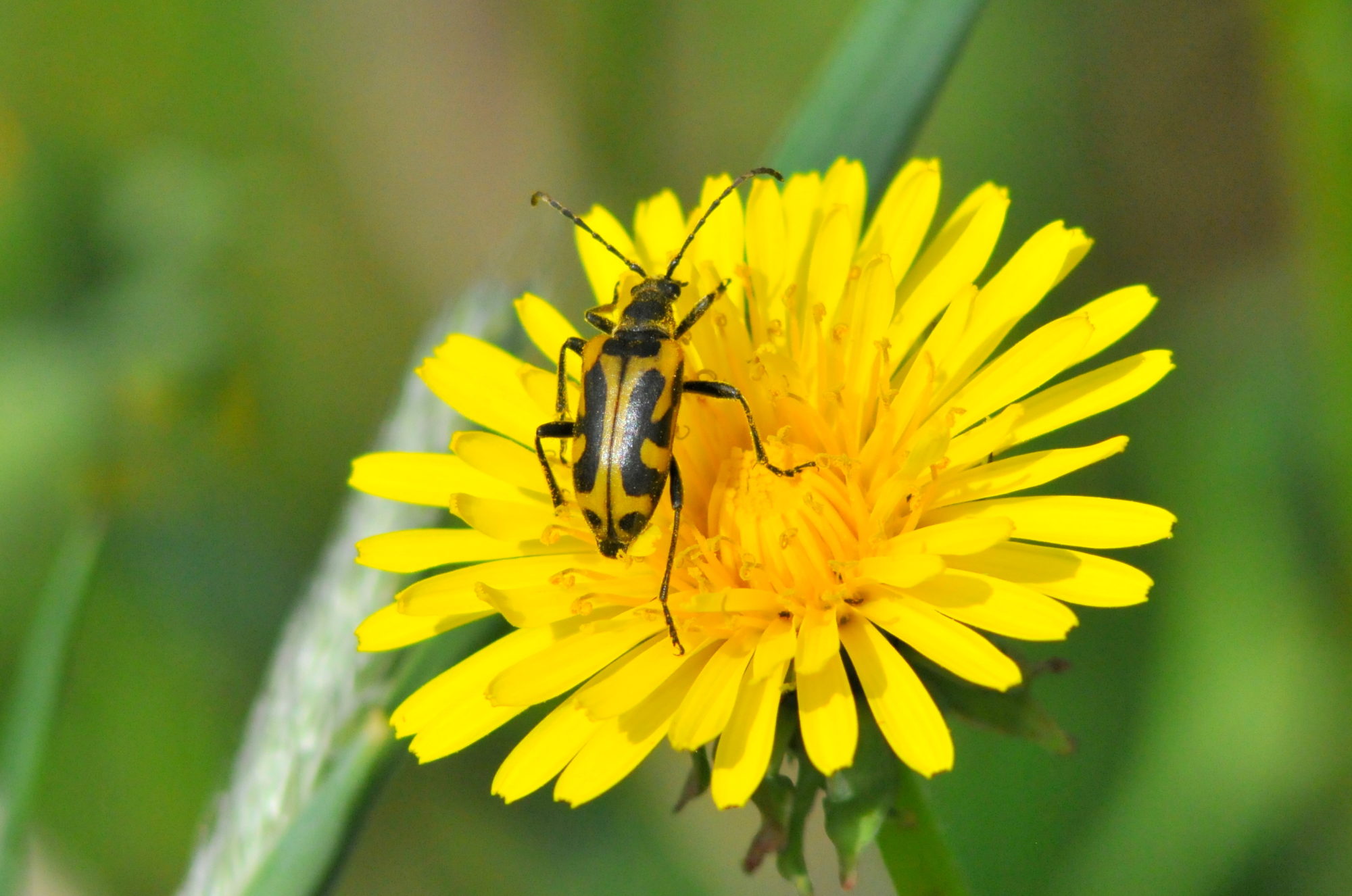 Valokuvaaja: Kaarlo Asikainen
