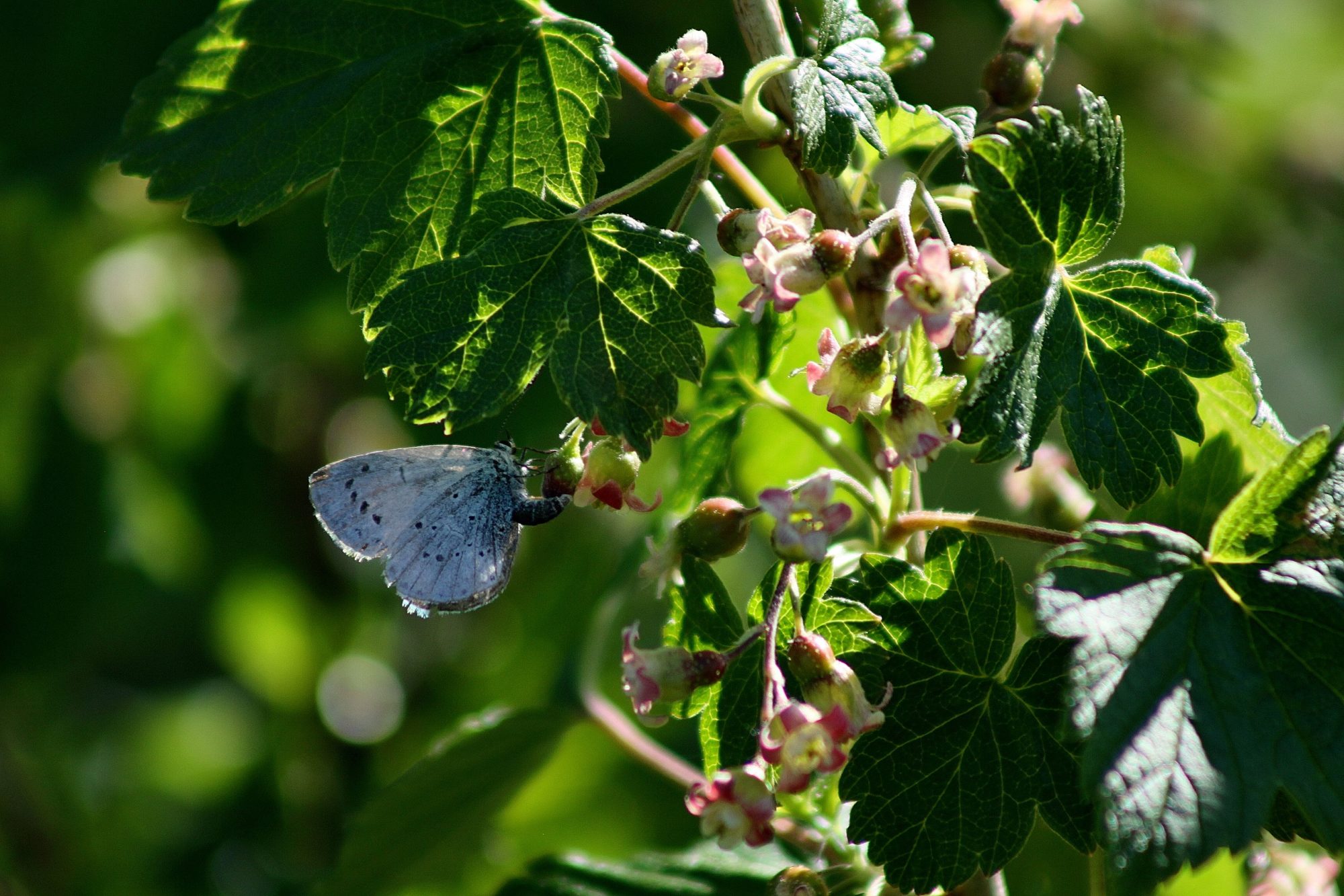 Valokuvaaja: Pirkko Siukonen