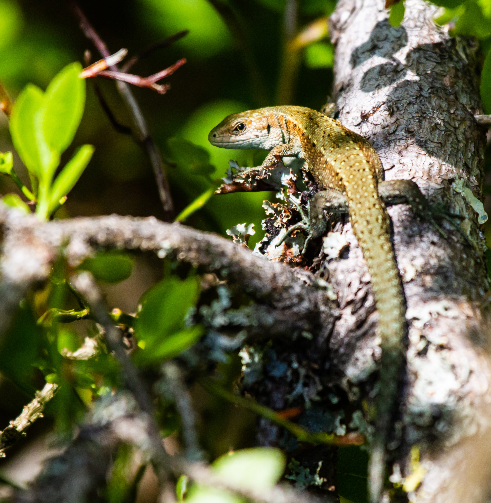 Valokuvaaja: Heikki Heinonen Valokuvaaja: Heikki Heinonen