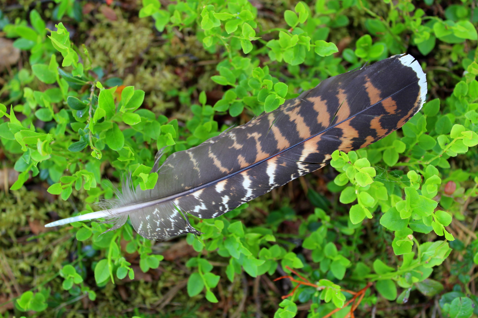 Valokuvaaja: Paula Savelius