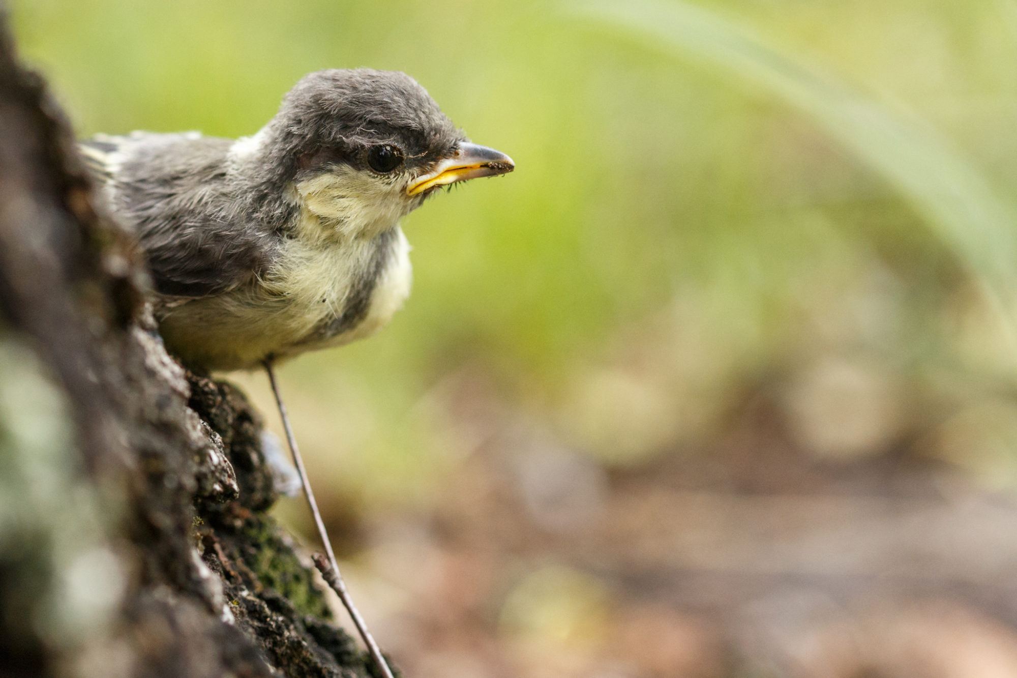 Valokuvaaja: Antti Toivanen