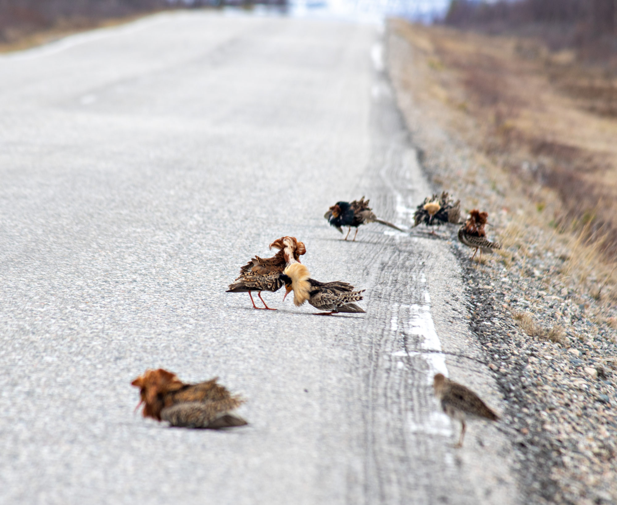 Valokuvaaja: Katri Niskanen