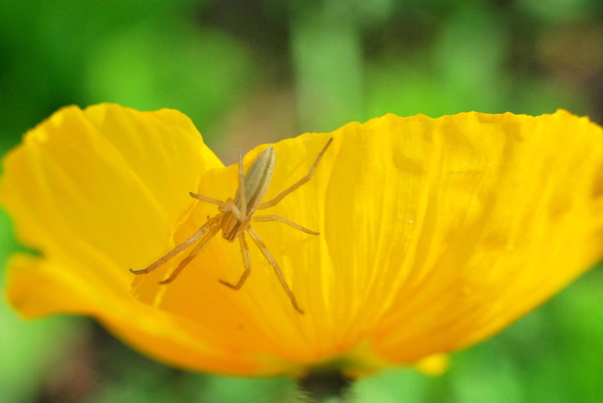 Valokuvaaja: Kaarlo Asikainen