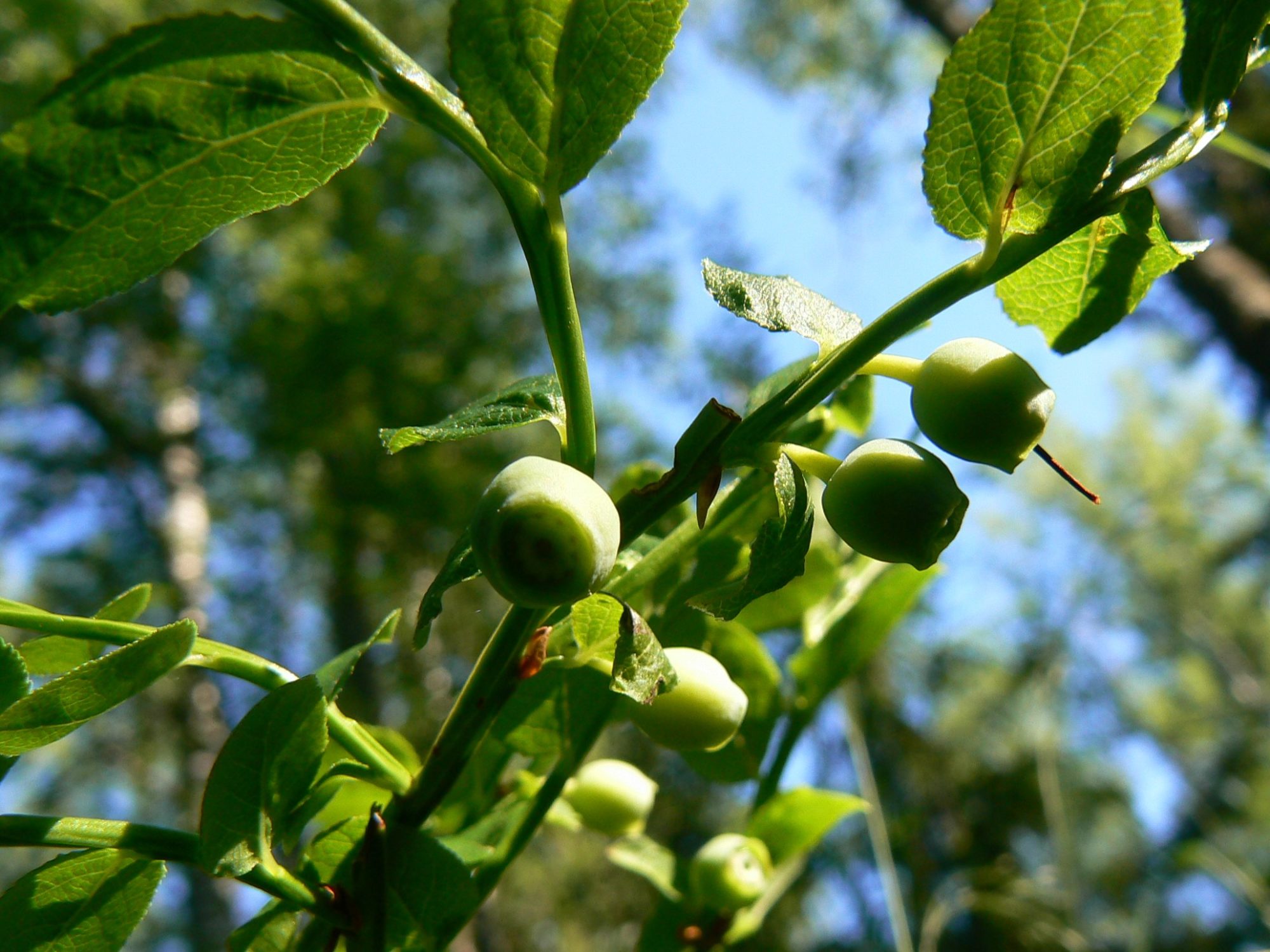Valokuvaaja: Pekka Heino