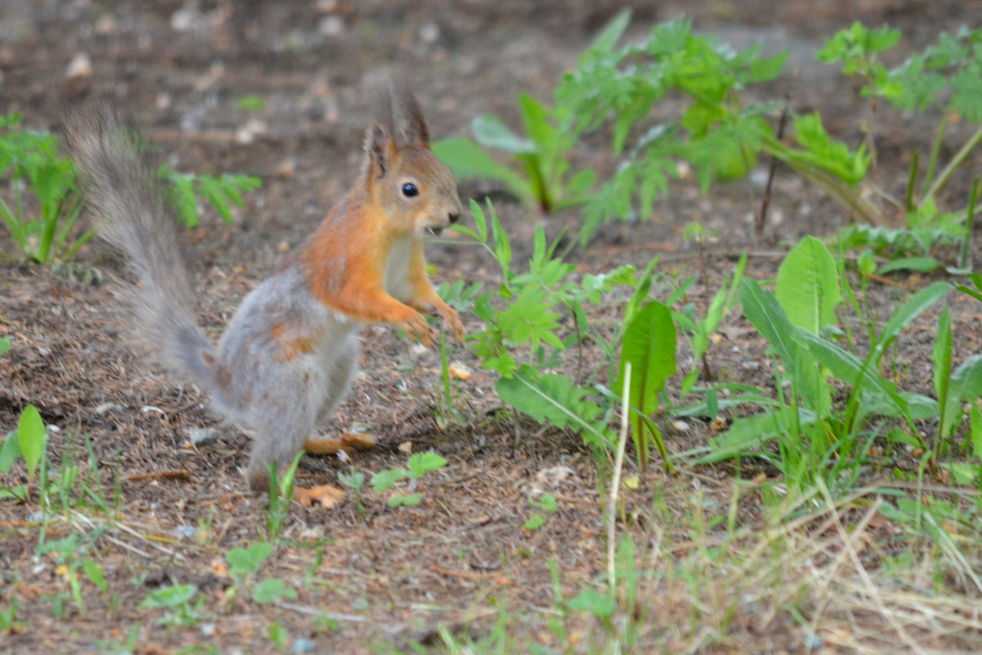 Valokuvaaja: Kaarlo Asikainen