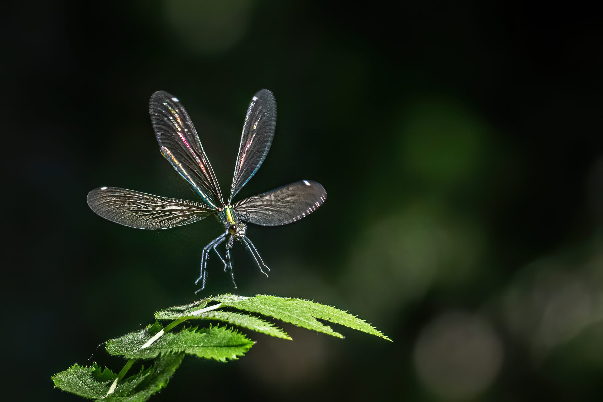 Valokuvaaja: Ari Kaarakainen